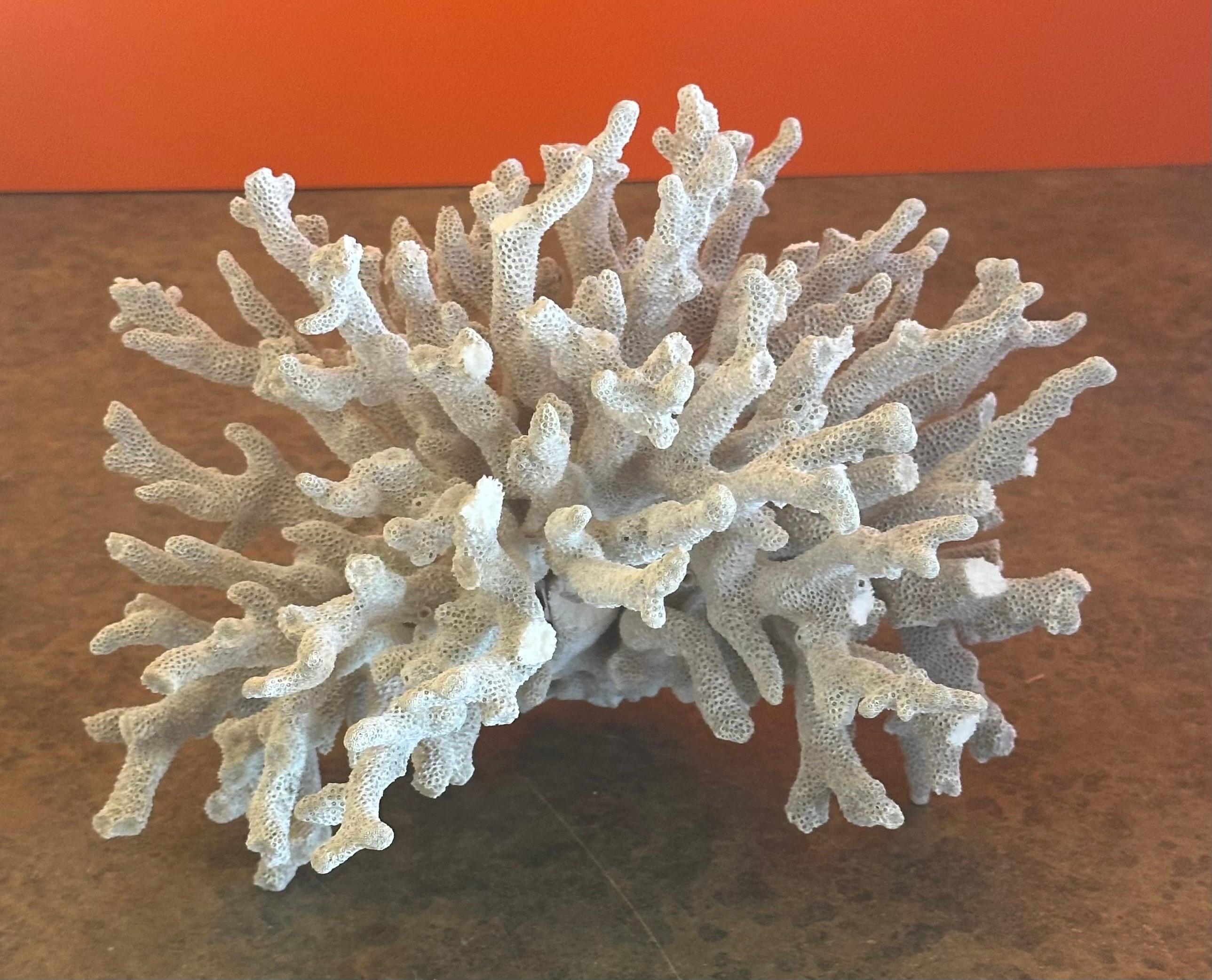 Großes natürliches weißes Meereskorallen-Exemplar (Koralle) im Angebot
