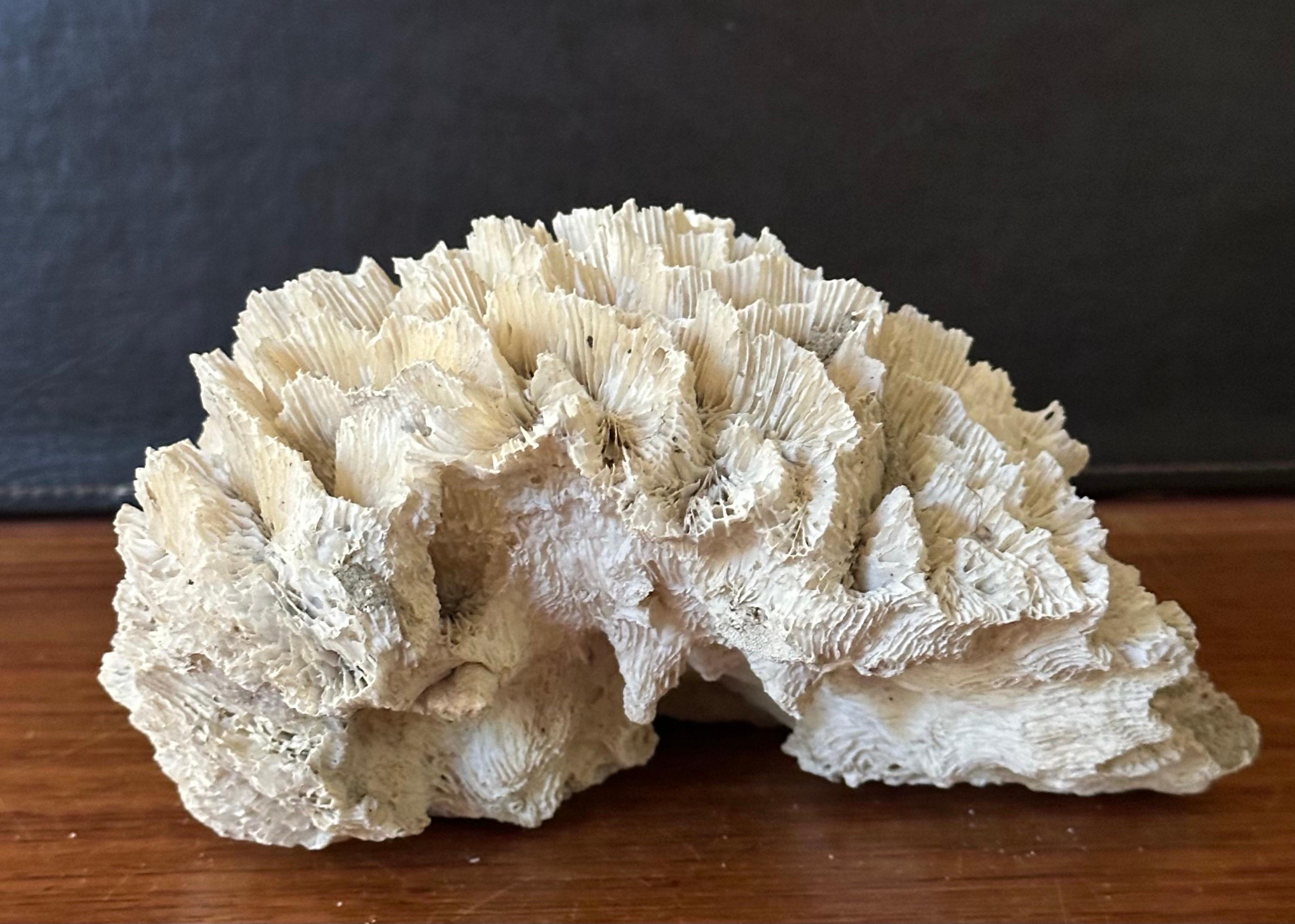 Gran espécimen de coral marino blanco natural Coral en venta