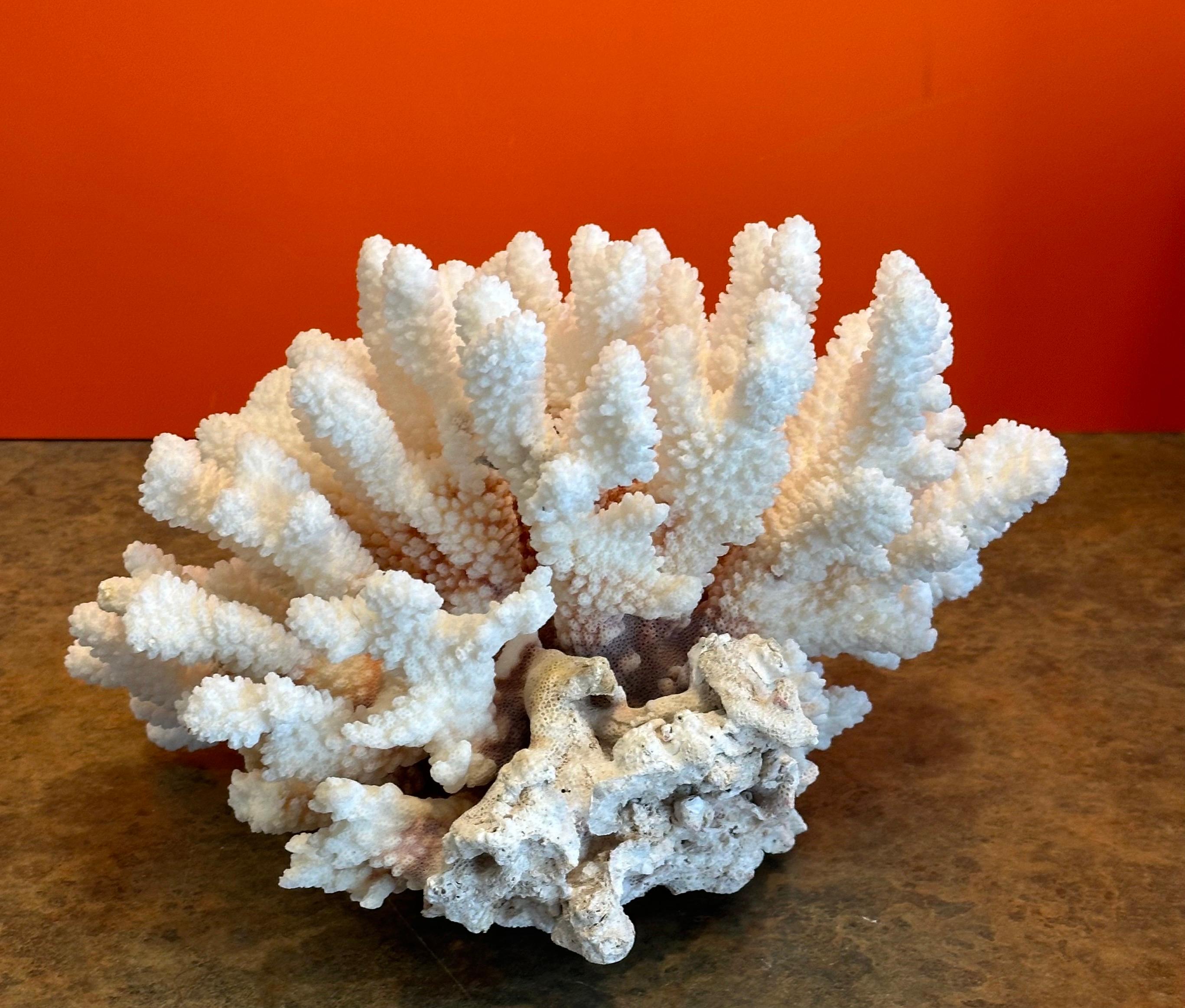 Corallo Grande esemplare di corallo marino bianco naturale