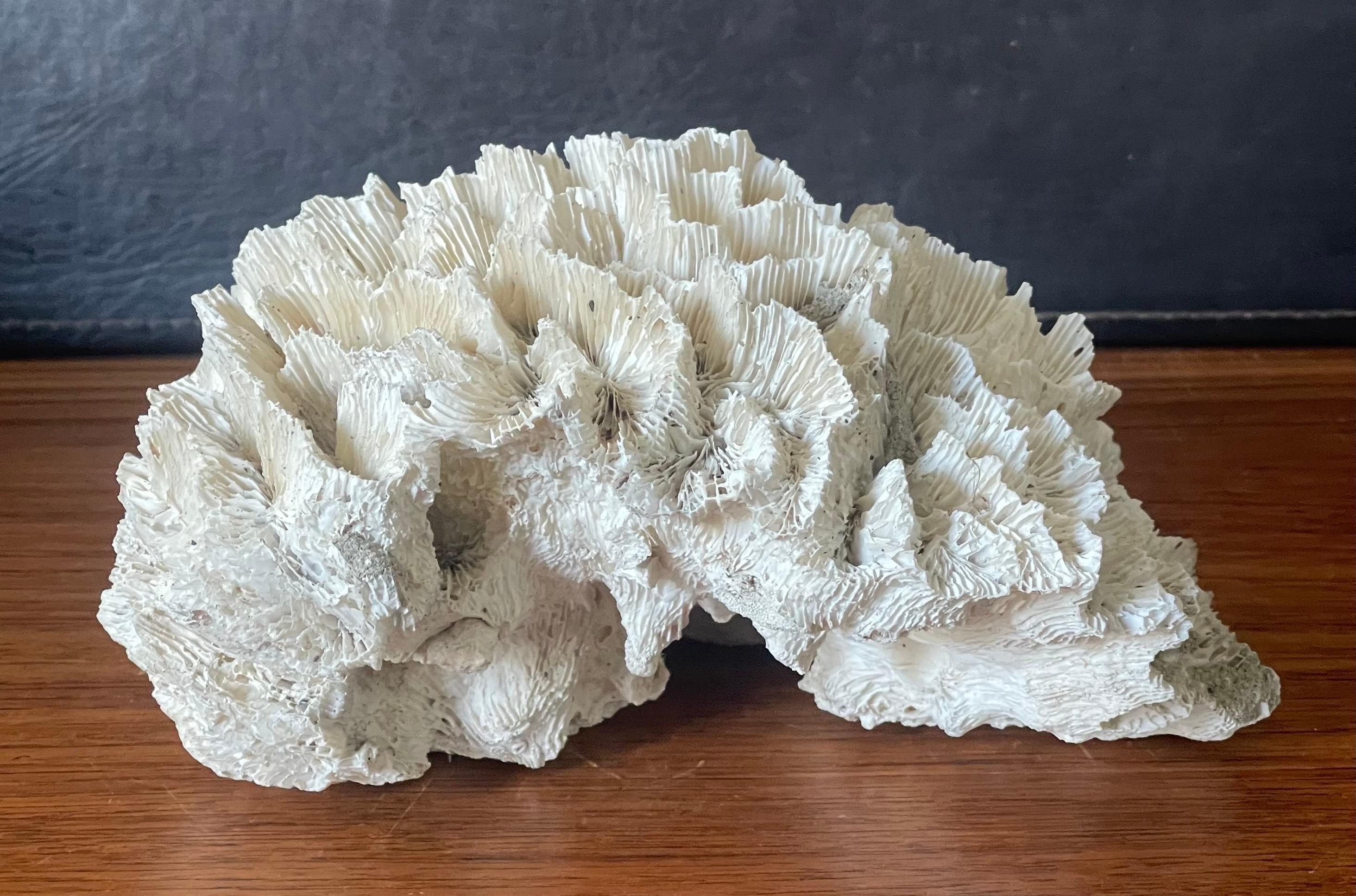 Large Natural White Sea Coral Specimen 1
