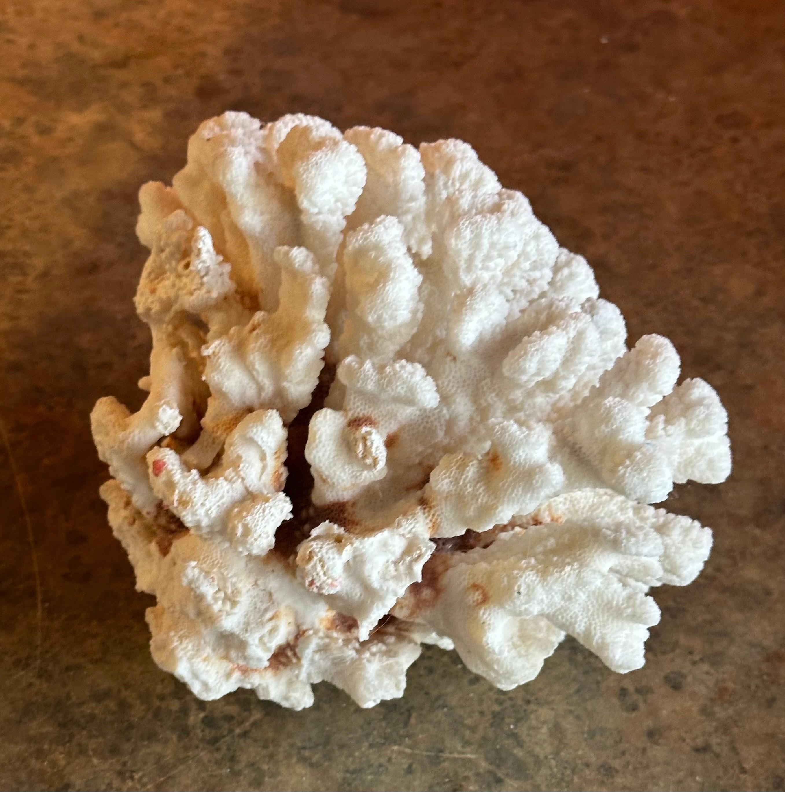 Großes natürliches weißes Meereskorallen-Exemplar 1