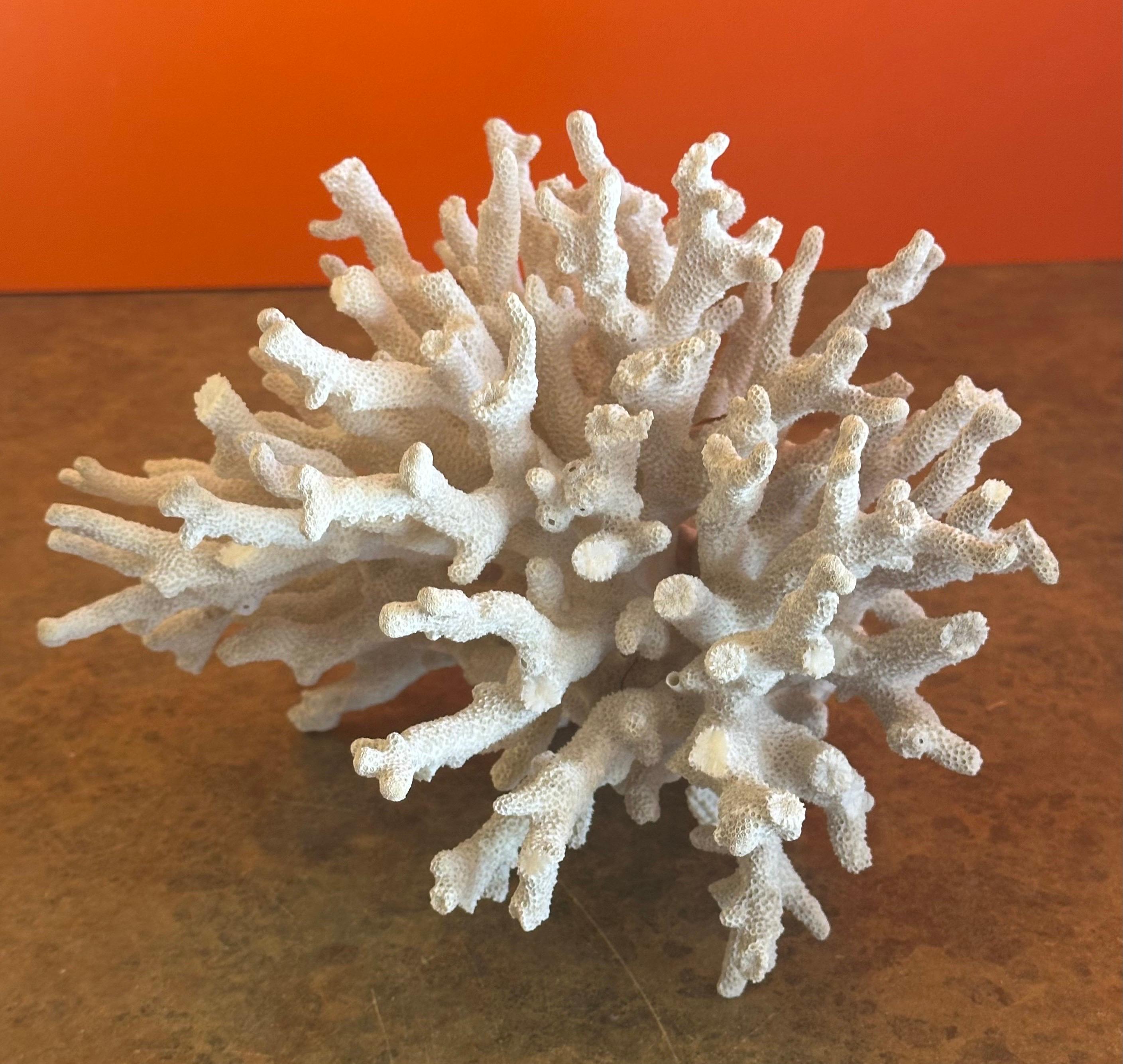 Großes natürliches weißes Meereskorallen-Exemplar im Angebot 1