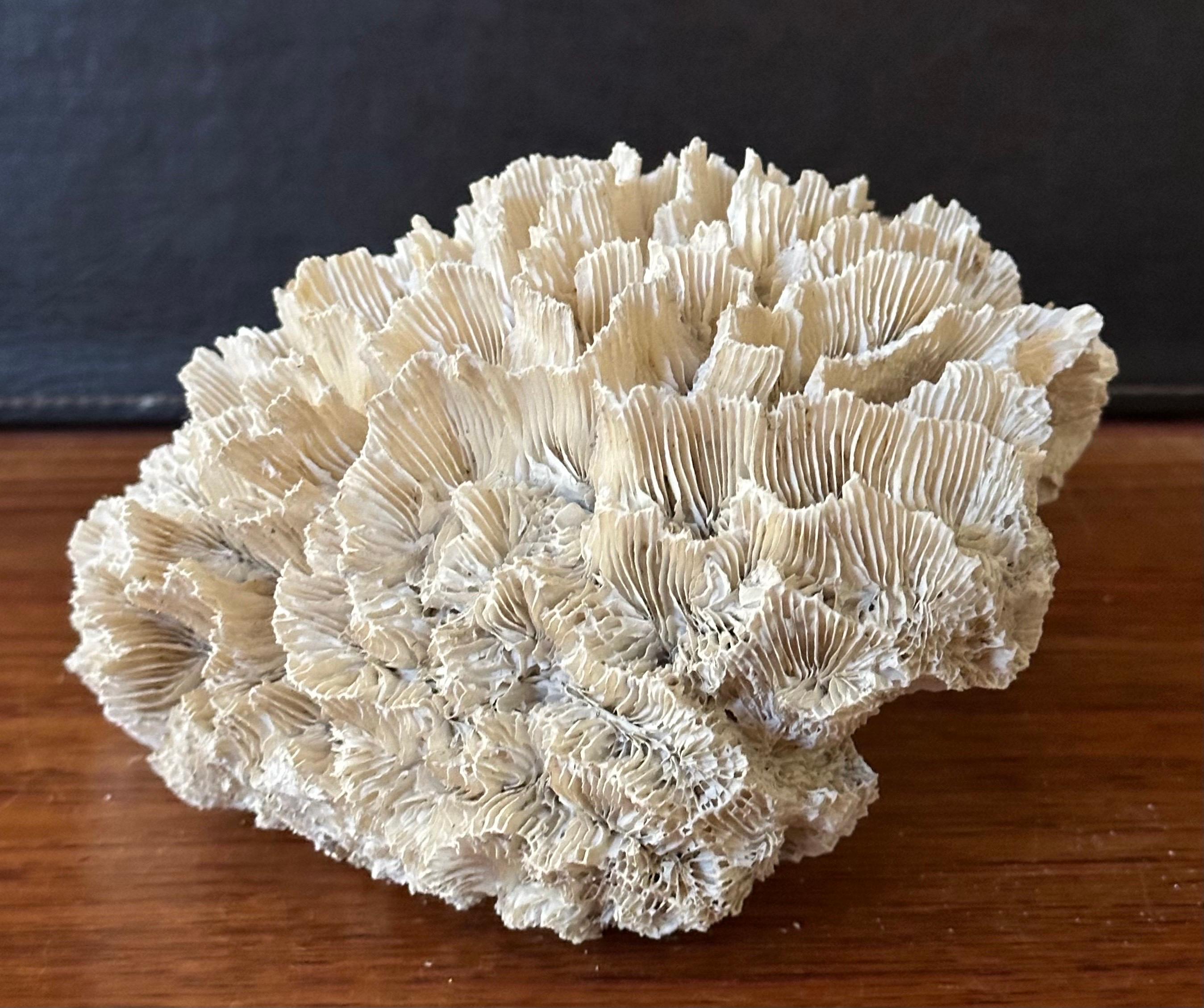 Gran espécimen de coral marino blanco natural en venta 1