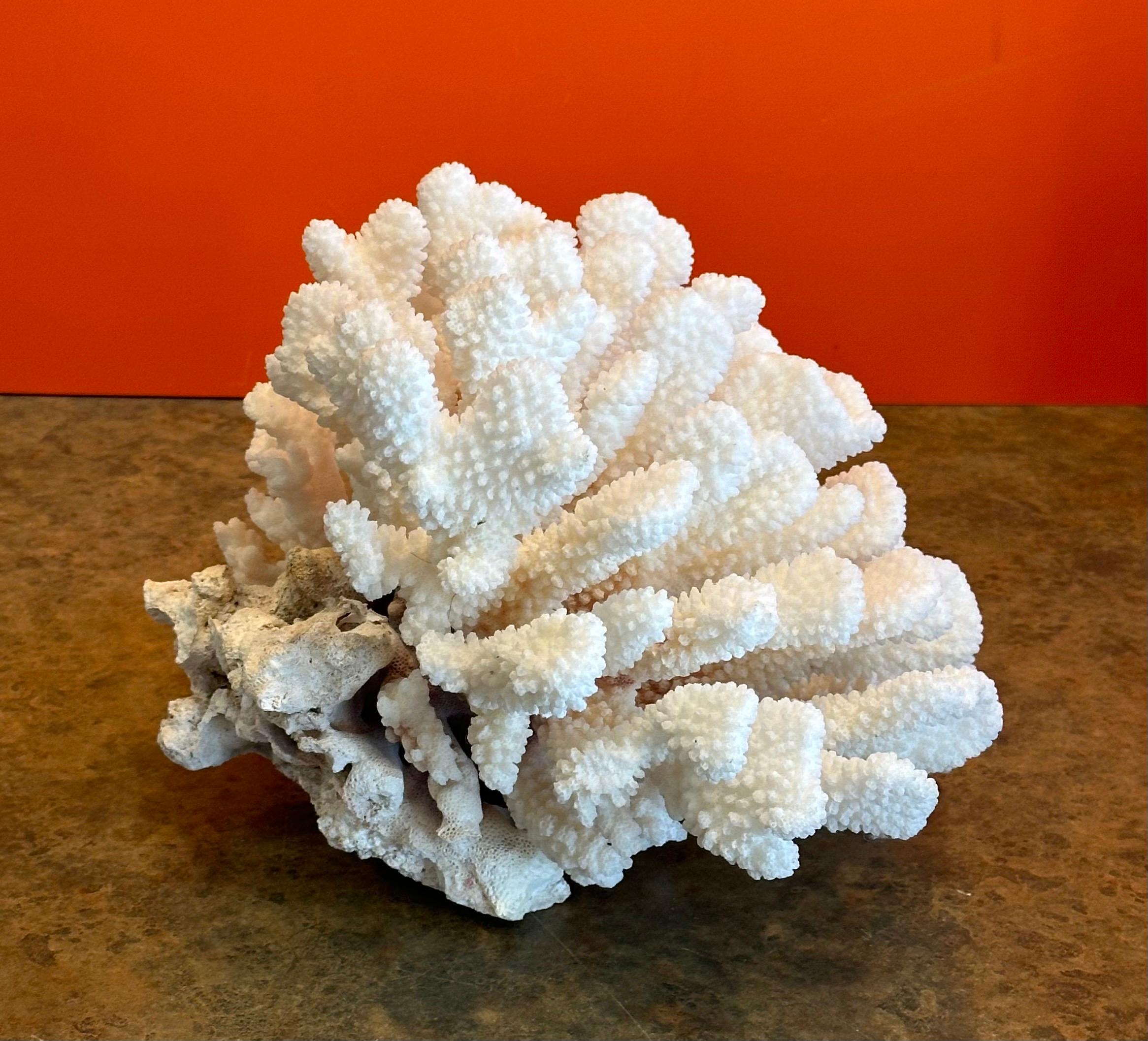 Grande esemplare di corallo marino bianco naturale 1