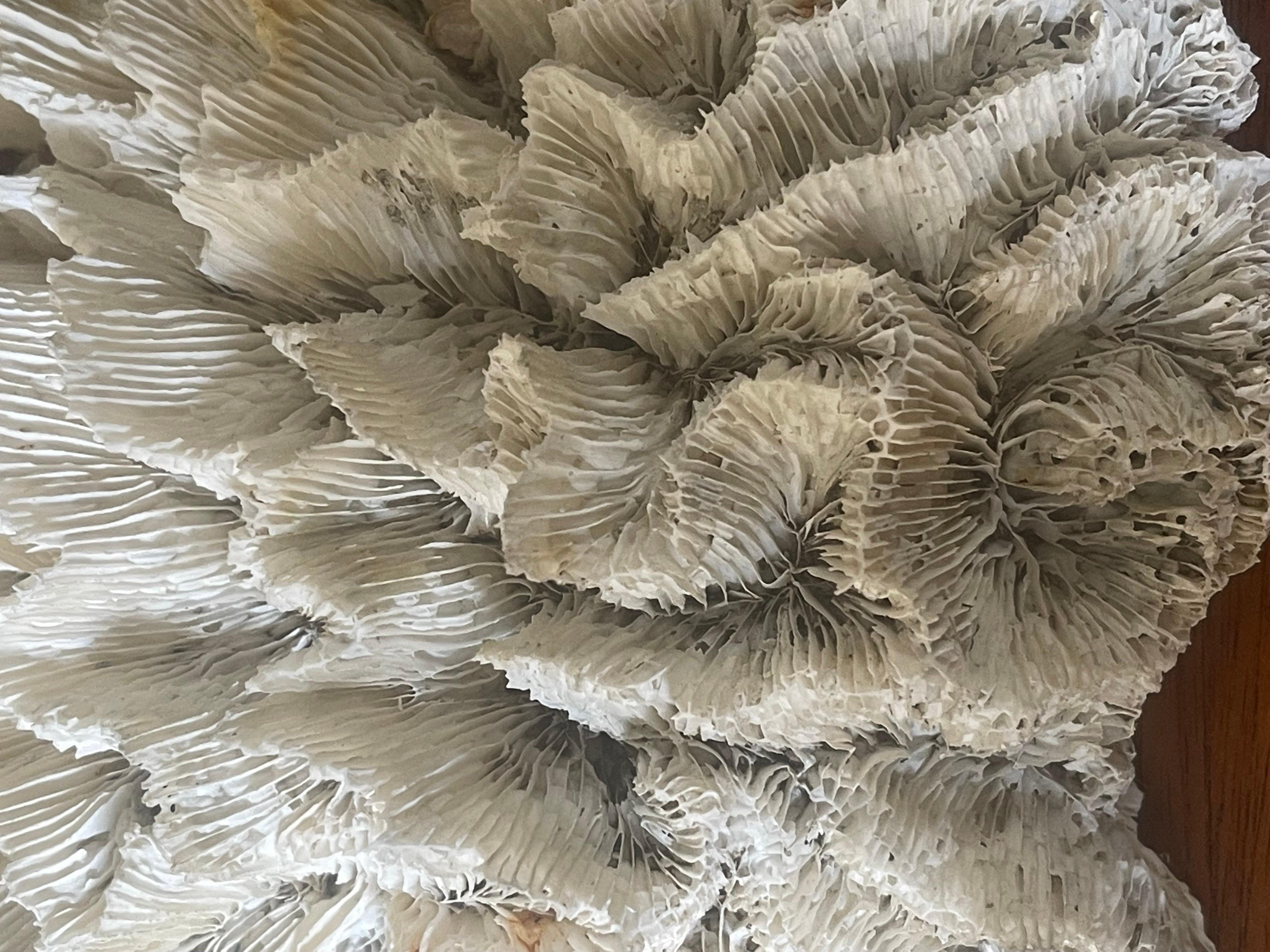 Large Natural White Sea Coral Specimen 2