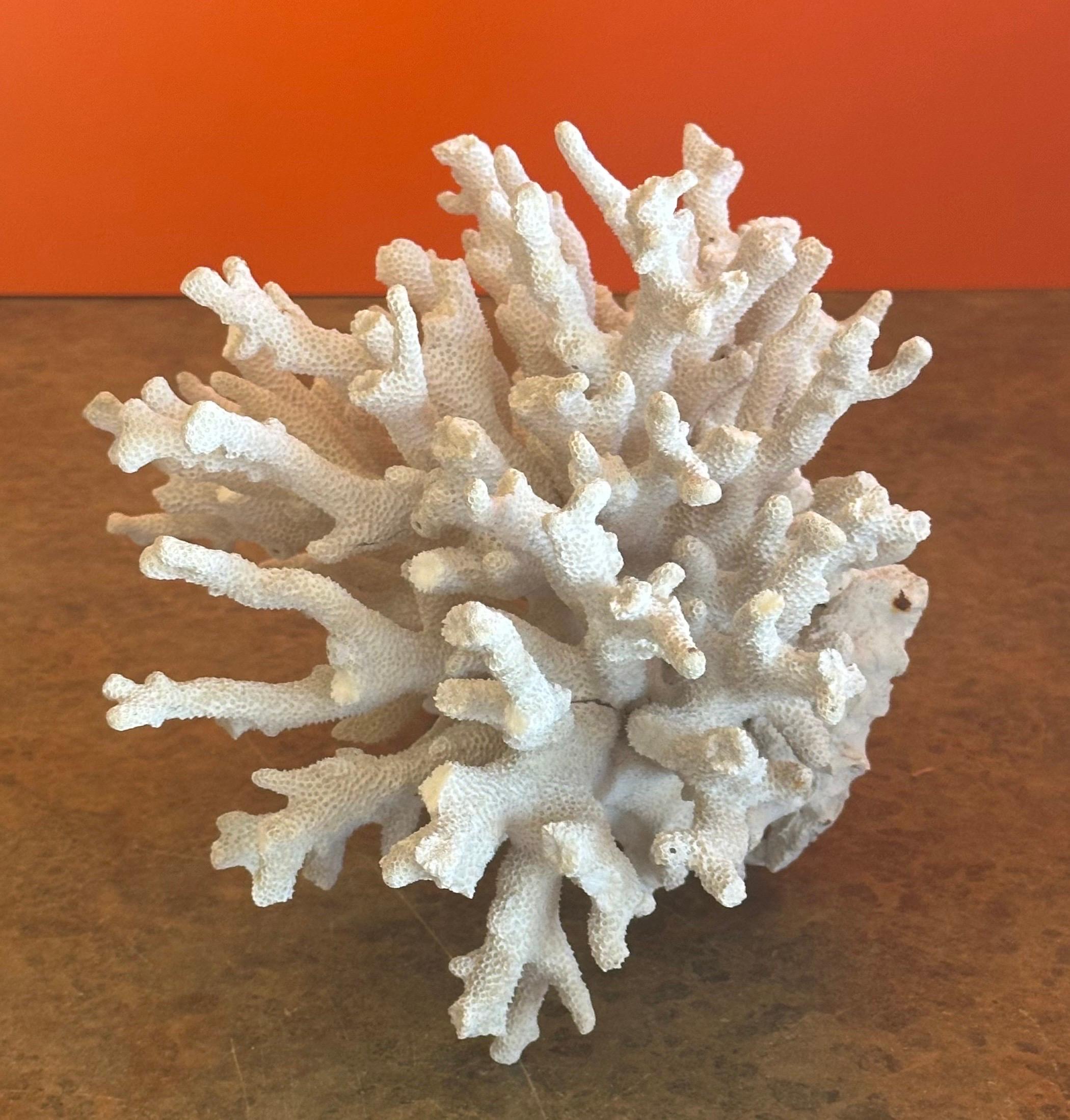 Large Natural White Sea Coral Specimen For Sale 3