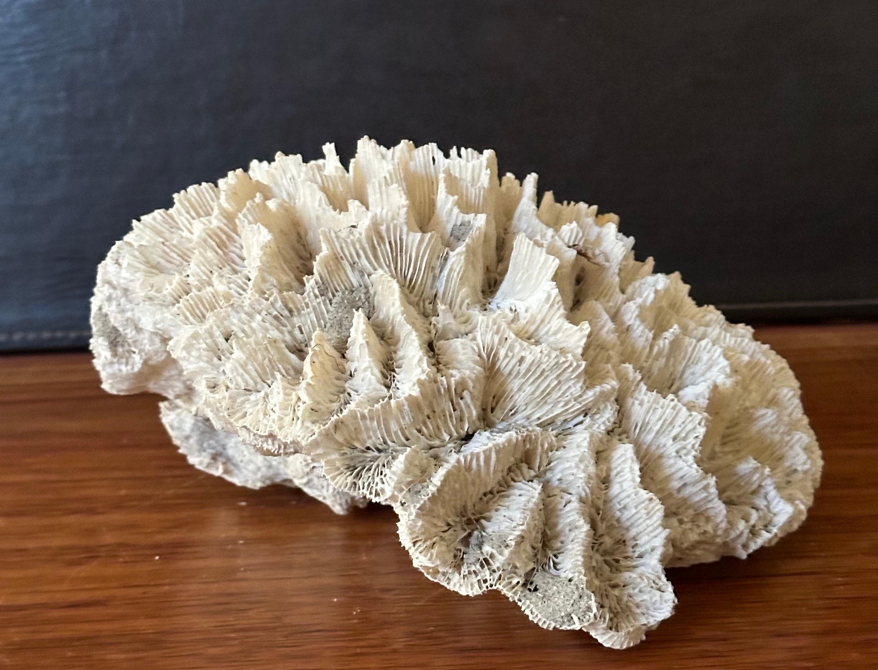 Gran espécimen de coral marino blanco natural en venta 2