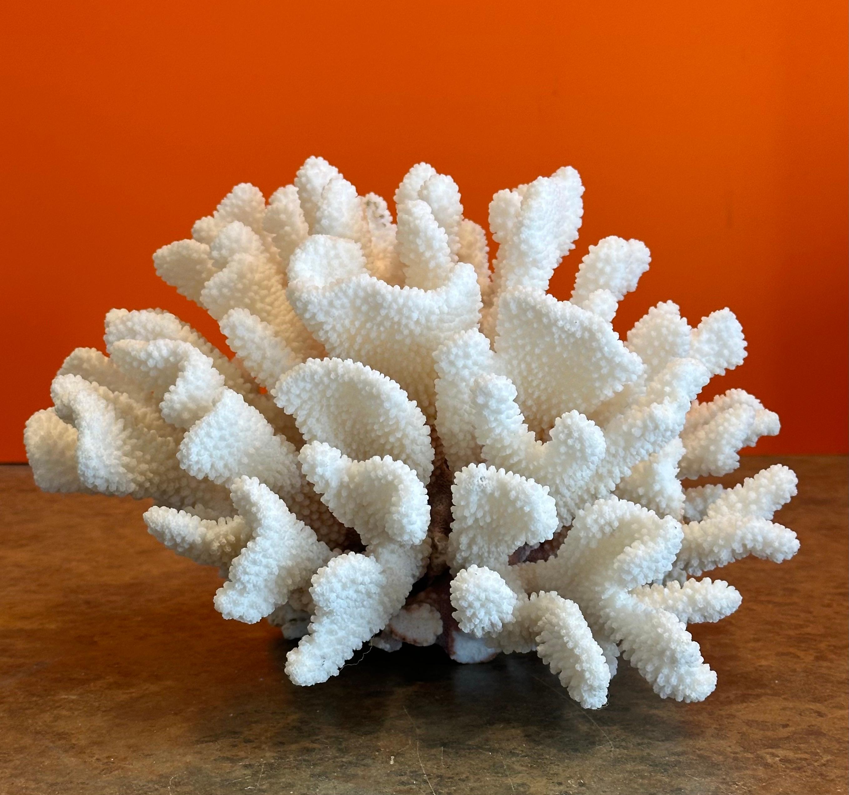 Grande esemplare di corallo marino bianco naturale 2