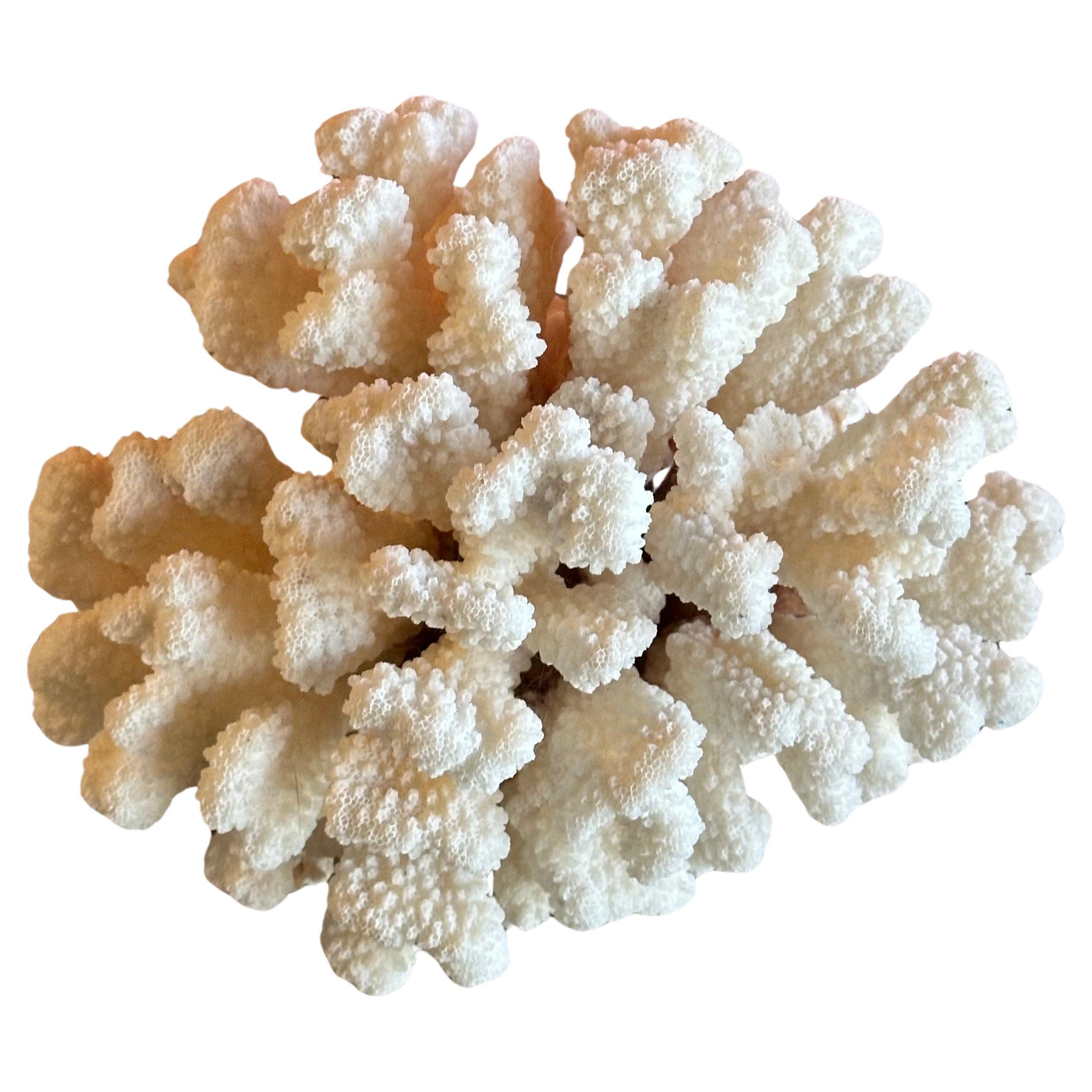 Großes natürliches weißes Meereskorallen-Exemplar 2