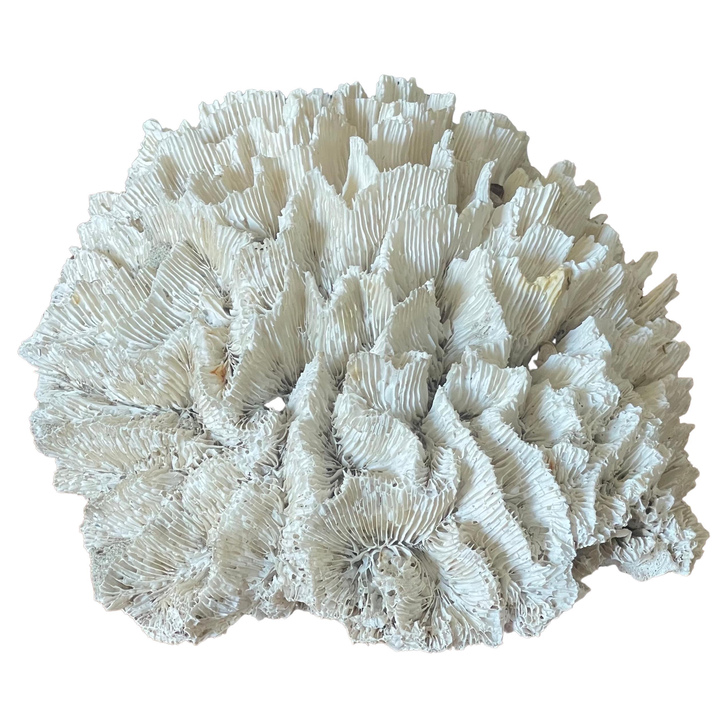 https://a.1stdibscdn.com/large-natural-white-sea-coral-specimen-for-sale/f_9366/f_309602921666642994892/f_30960292_1666642996223_bg_processed.jpg