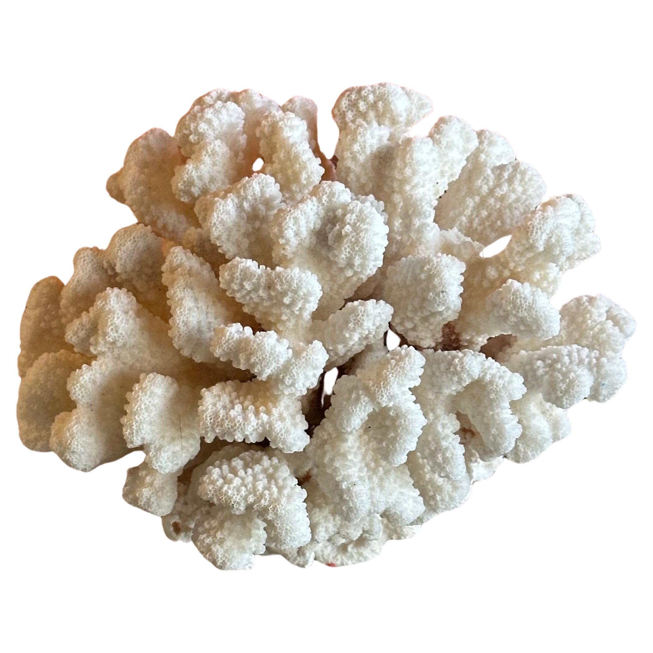 Großes natürliches weißes Meereskorallen-Exemplar