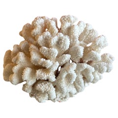 Grand spécimen de corail blanc naturel des mers