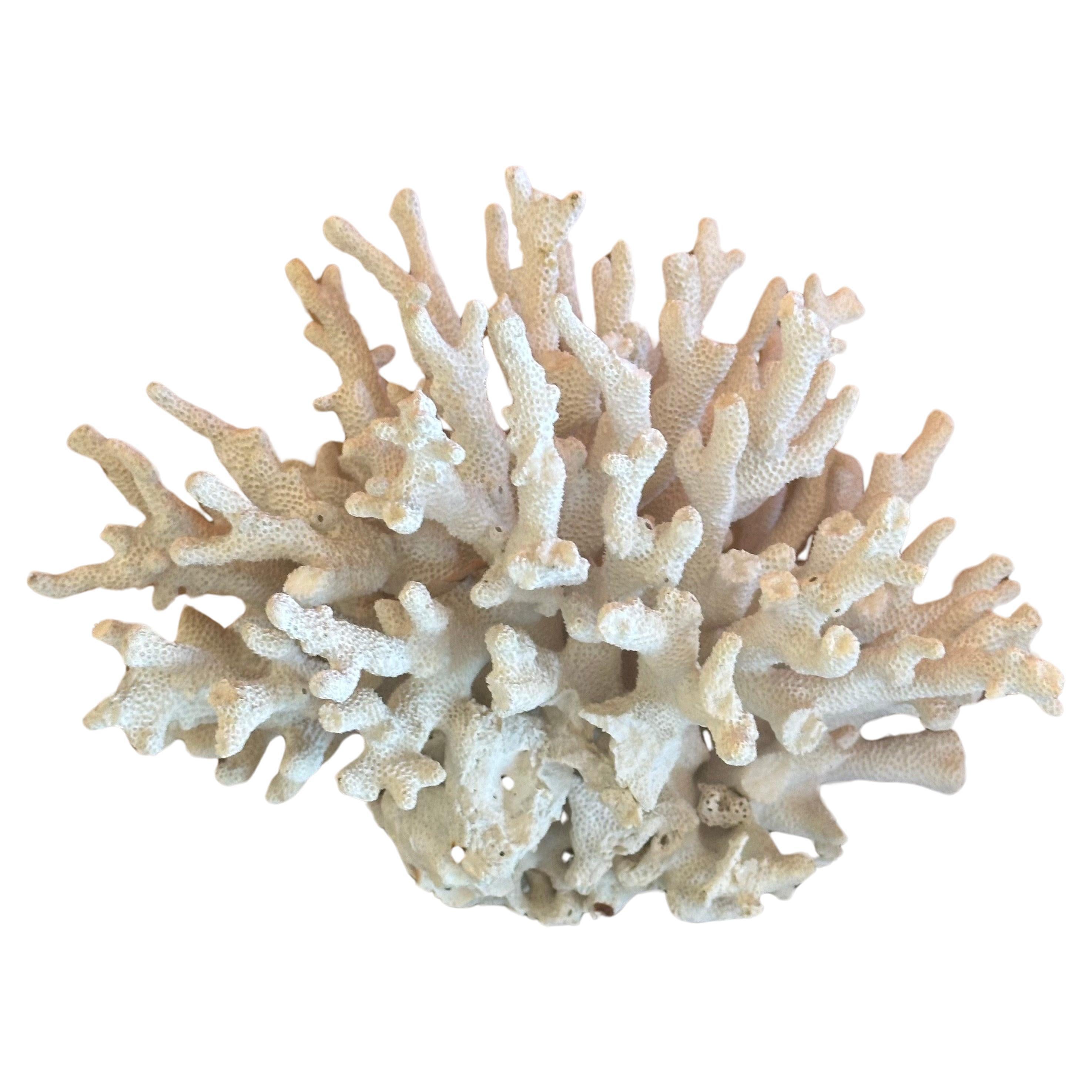 Gran espécimen de coral marino blanco natural