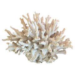 Vintage Large Natural White Sea Coral Specimen