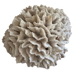 Large Natural White Sea Coral Specimen