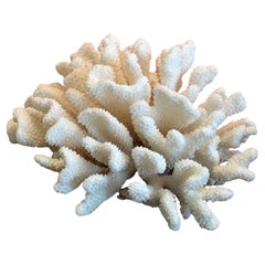 Large Natural White Sea Coral Specimen