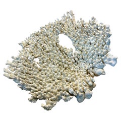 Large Natural White Tabletop Coral Reef Specimen Sculpture