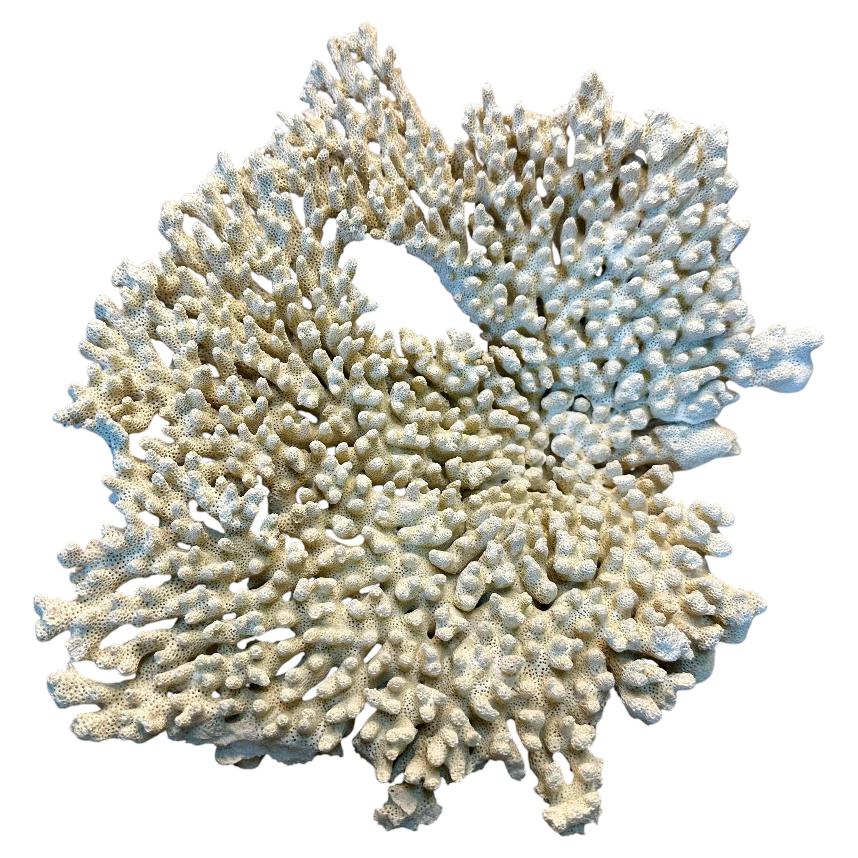 Large Natural White Tabletop Coral Reef Specimen Sculpture