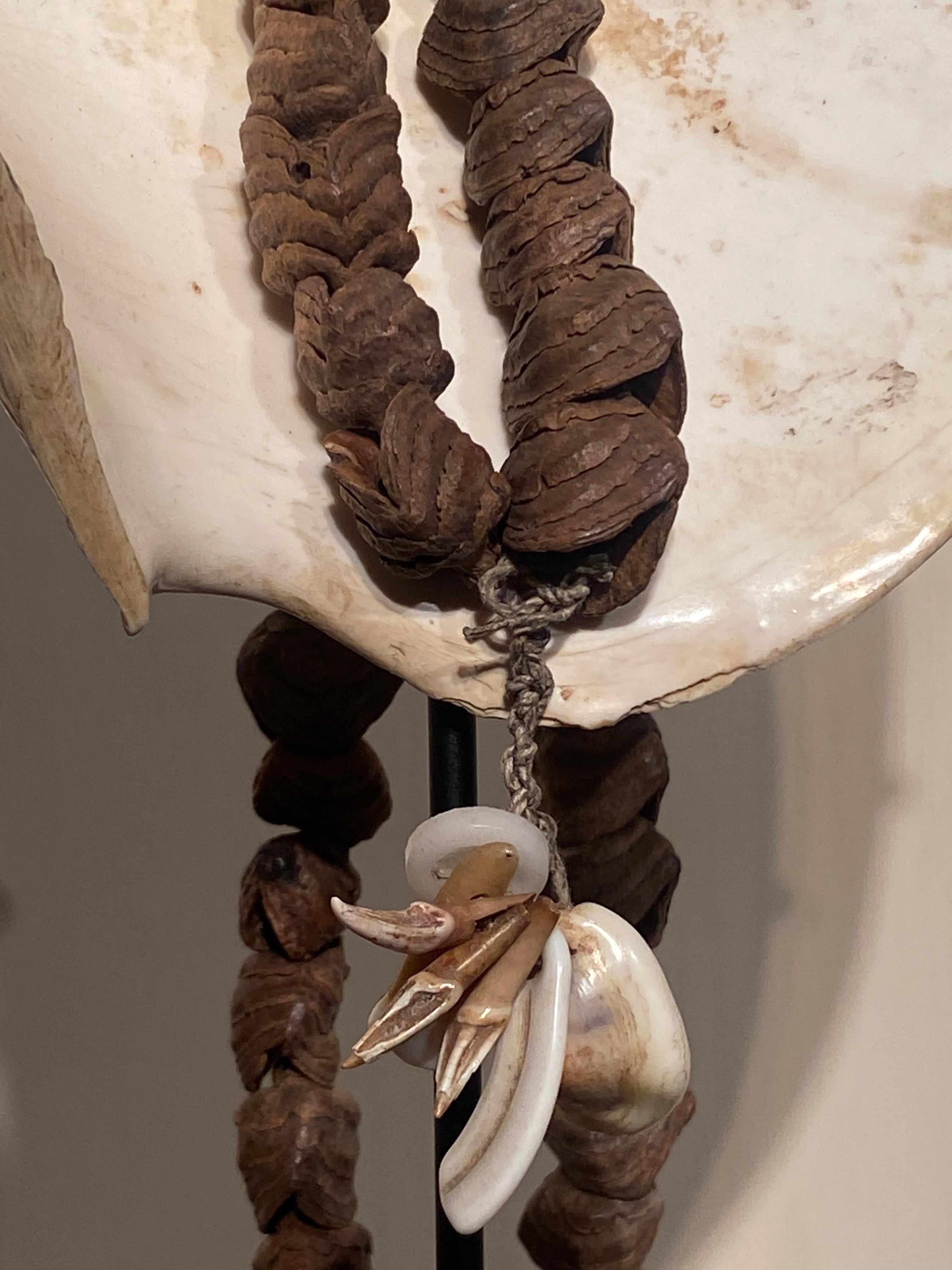 Collar grande de Papúa Nueva Guinea Caparazón en venta