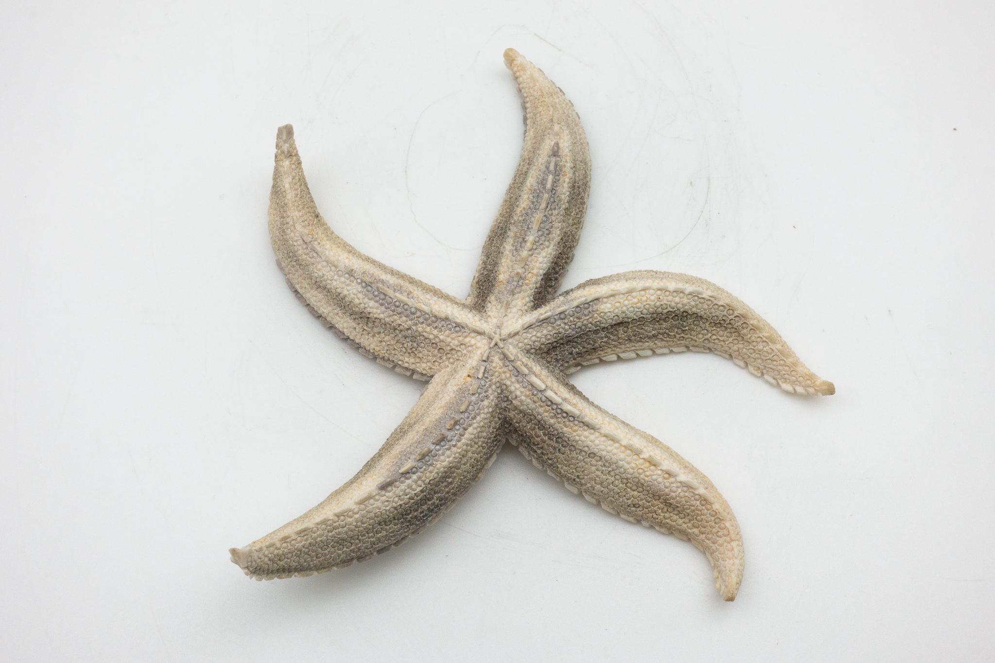 Contemporary Large North American Moose Antler Carving of Starfish