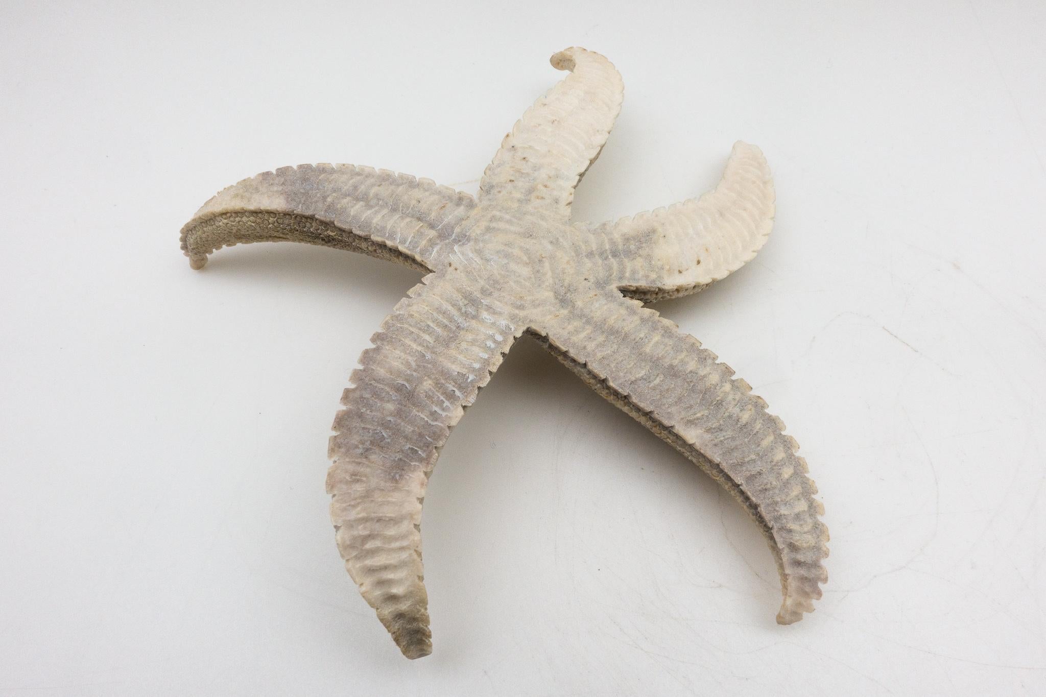 Large North American Moose Antler Carving of Starfish 1