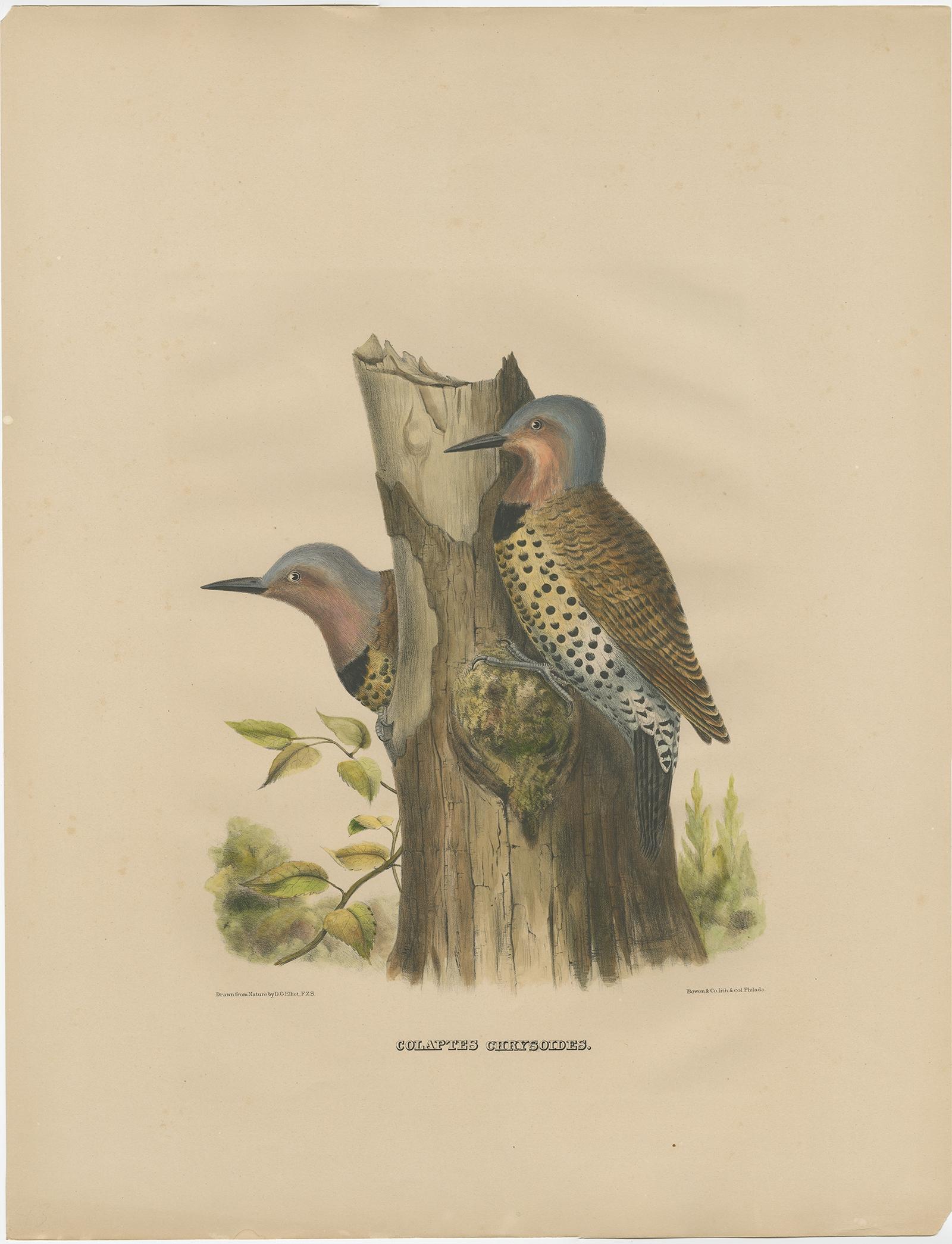 Antique bird print titled 'Colaptes Chrysoldes'. 

Old bird print depicting two gilded flickers. This print originates from 'The new and heretofore unfigured species of the birds of North America', published 1866-1869.

This spectacular large