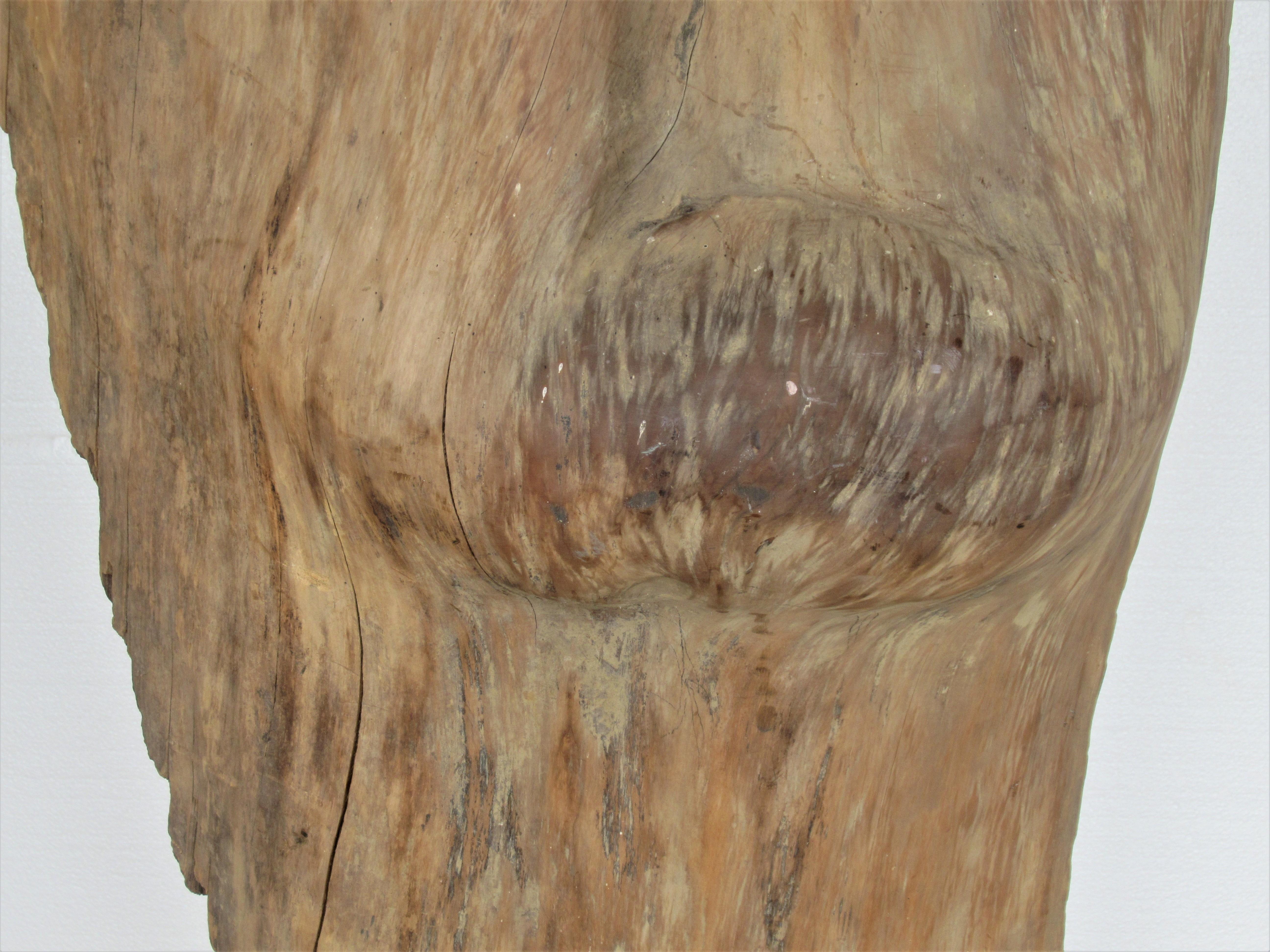 Large Old Burl Tree Trunk Mounted as Sculpture For Sale 3