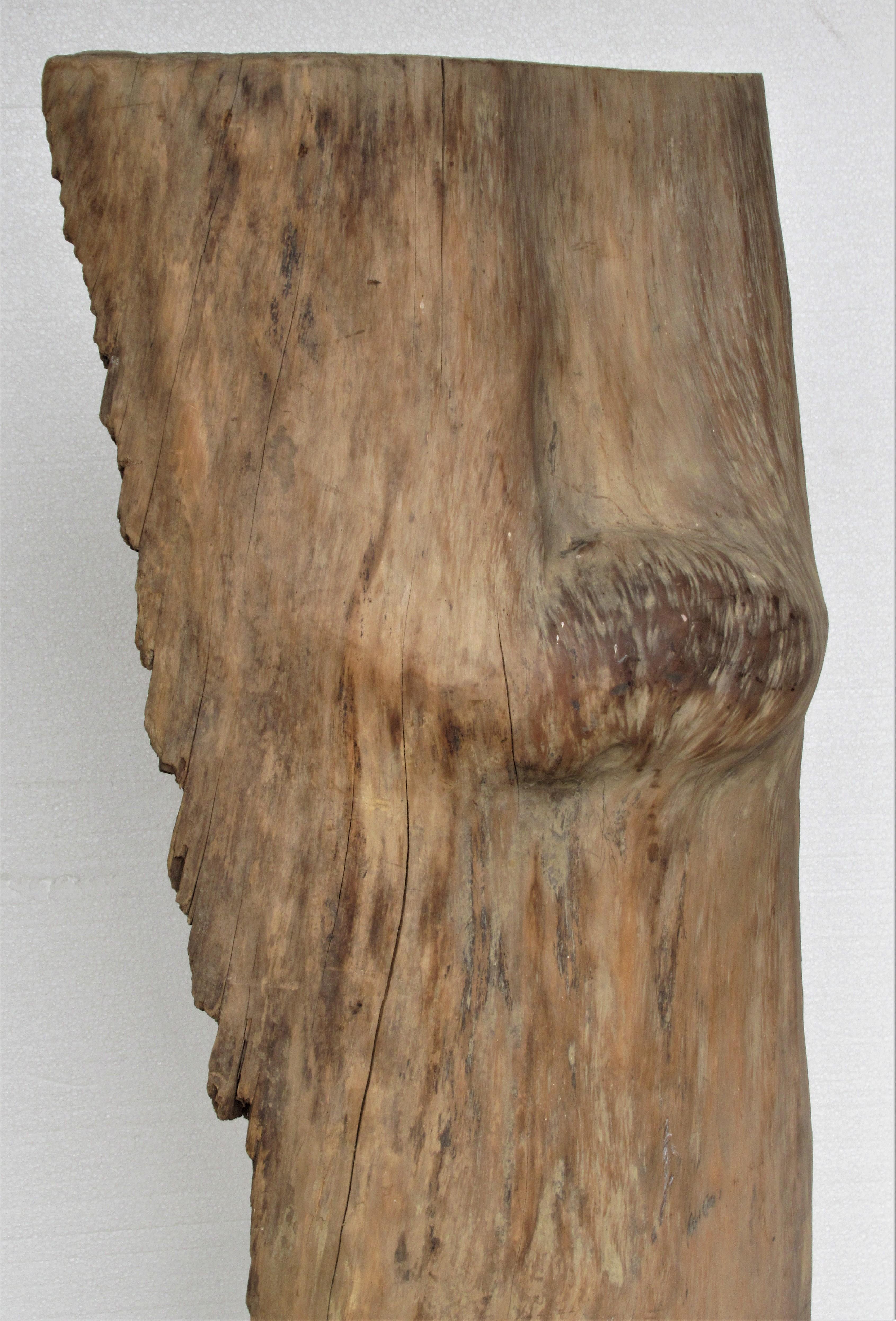 Organic Modern Large Old Burl Tree Trunk Mounted as Sculpture For Sale