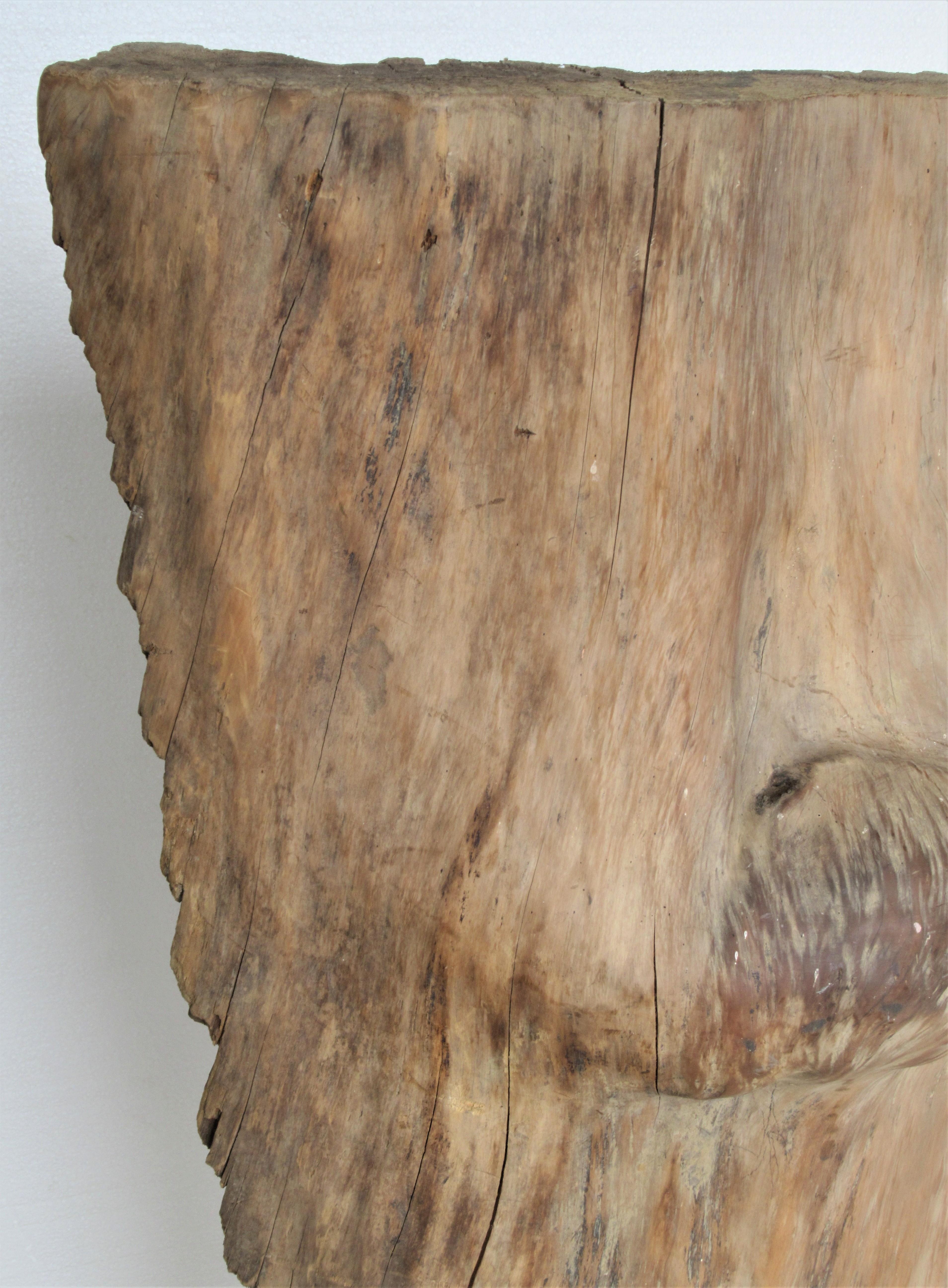 Large Old Burl Tree Trunk Mounted as Sculpture For Sale 1
