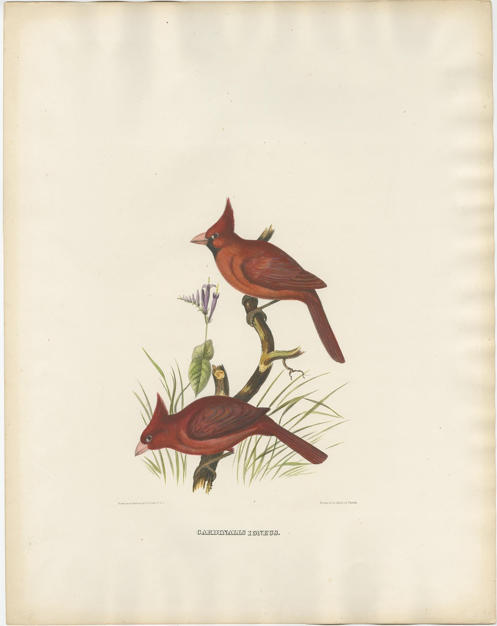 Antique bird print titled 'Cardinalis Igneus'. 

Old bird print depicting Northern Cardinals. This print originates from 'The new and heretofore unfigured species of the birds of North America', published 1866-1869.

This spectacular large folio
