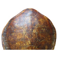 Old Sea Turtle Shell - 25" h x 21 1/2" w x 6" d