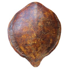 Old Sea Turtle Shell - 25" h x 21 1/2" w x 6" d