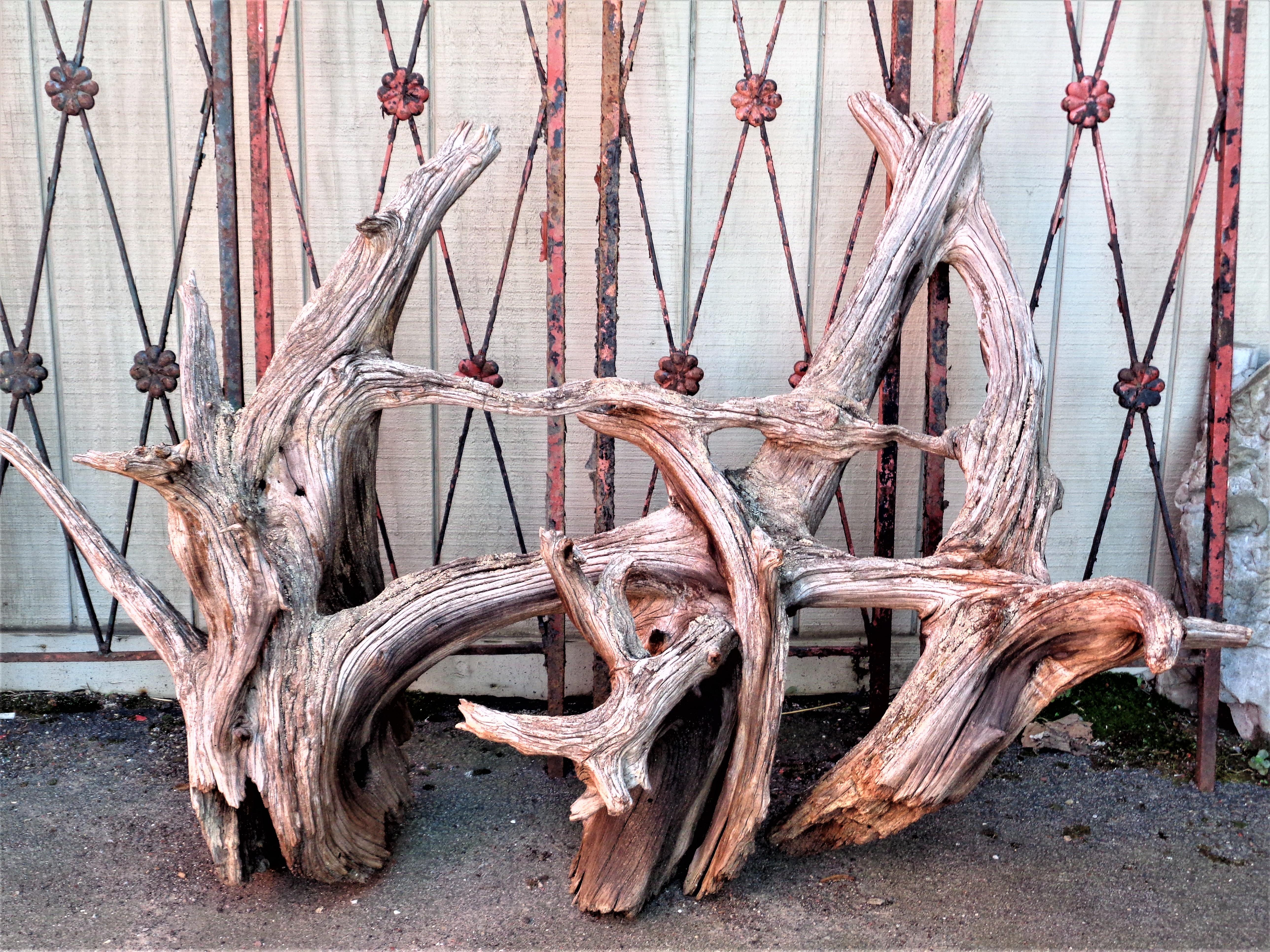 Very large long old gray weathered gnarly driftwood as found from the Lake Ontario region of Western New York State. Use for exterior garden landscape design or as interior natural sculpture art object. Look at all pictures and read condition report