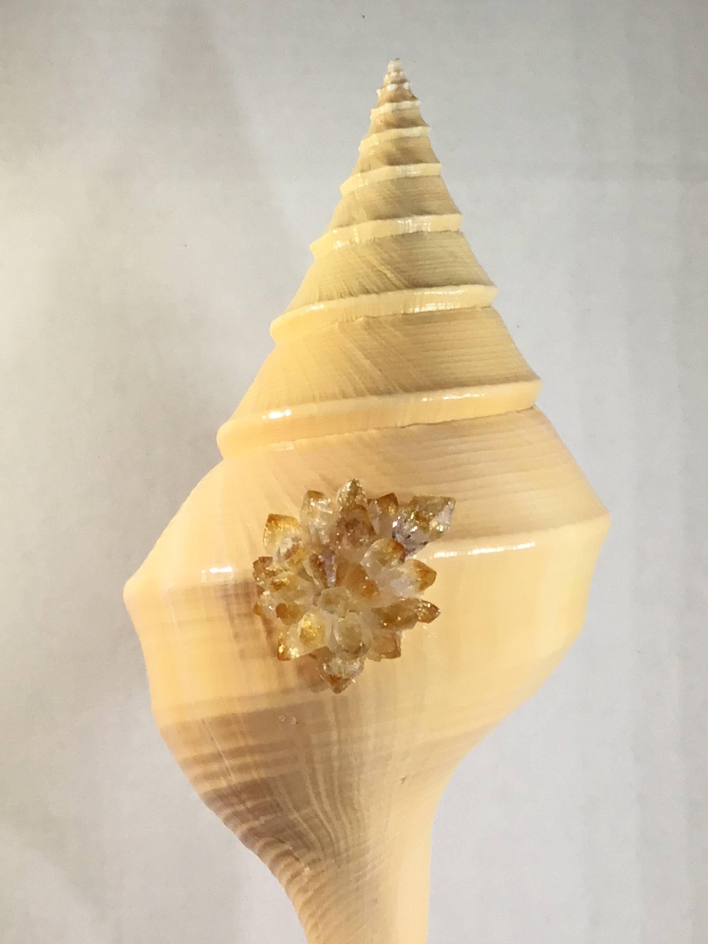 Elegant Atlantic trumpet sea shell professionally mounted on a natural coral base, artistically hand embedded with citrine crystal quartz pieces that make a beautiful object of art for display.