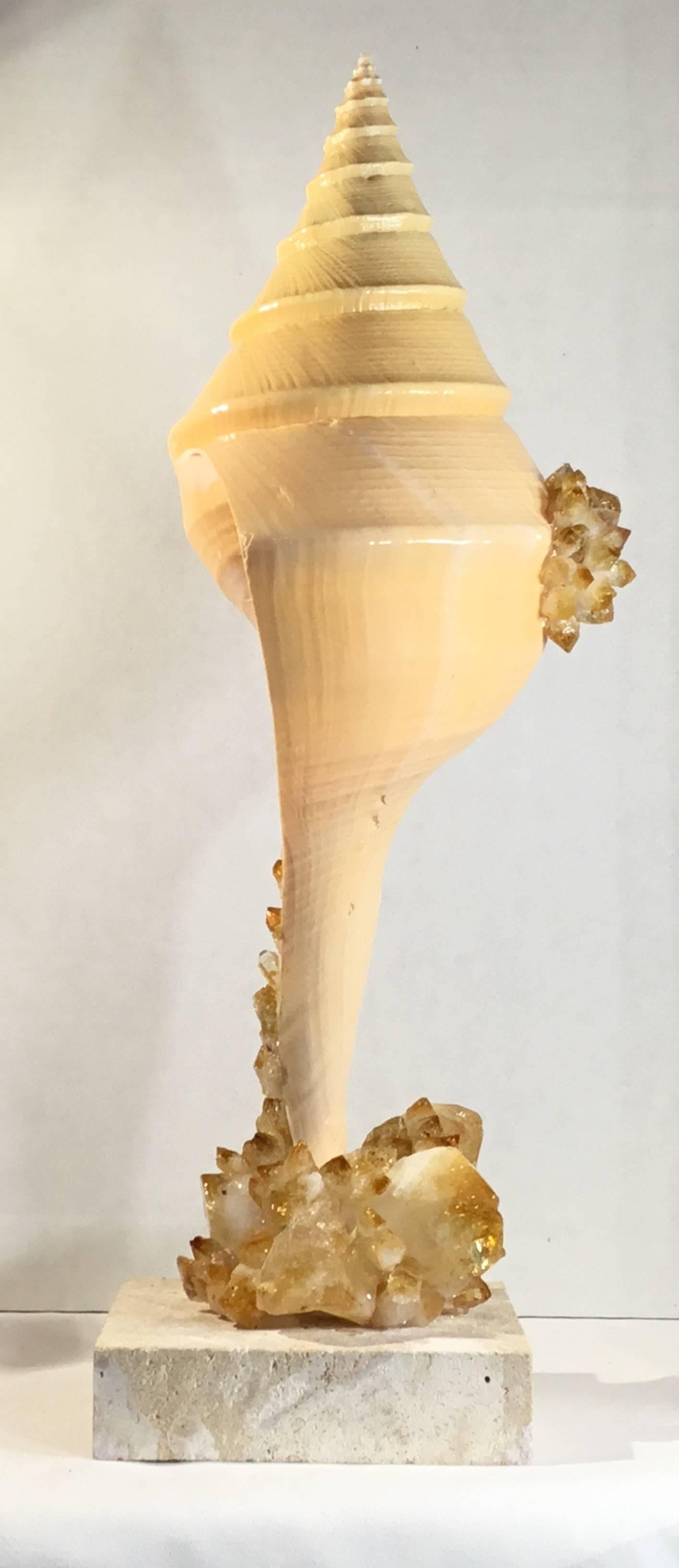 Large One of a Kind Sea Shell and Citrine Crystal For Sale 3