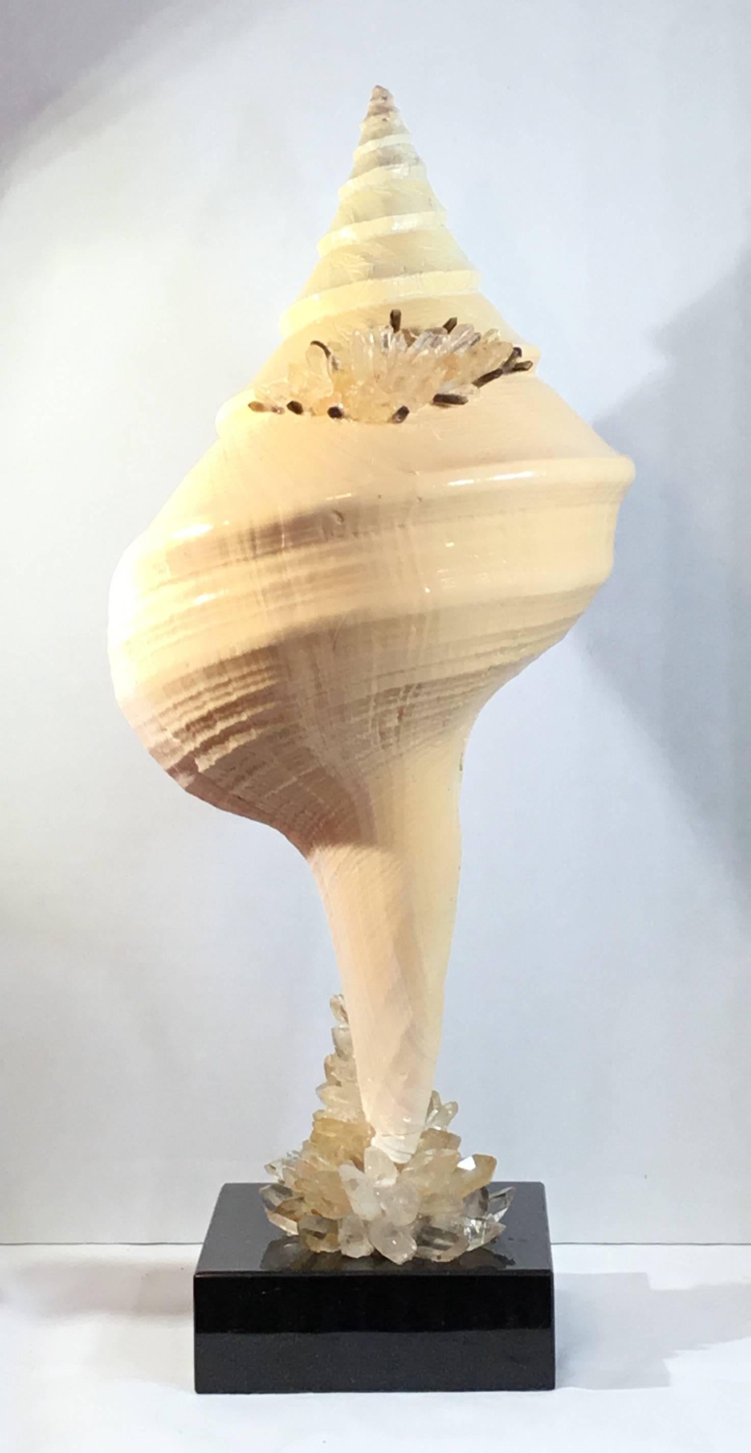 Elegant Atlantic trumpet sea shell professionally mounted on a black color marble base. Artistically hand embedded by the artist with crystal quartz pieces that make beautiful art object to display.