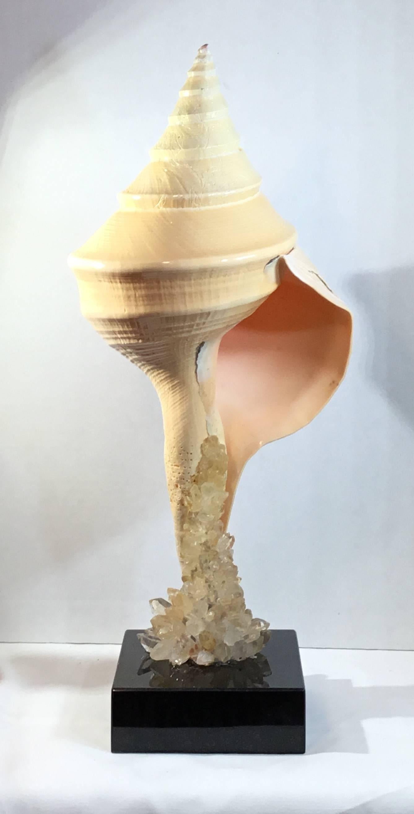 Einzigartige Muschel- und Kristall-Muschelschale (Bergkristall) im Angebot