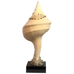 Large One of a Kind Sea Shell and Crystal