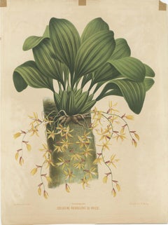 Large Orchid Illustrations of the Dutch East Indies: A Botanical Heritage, 1854