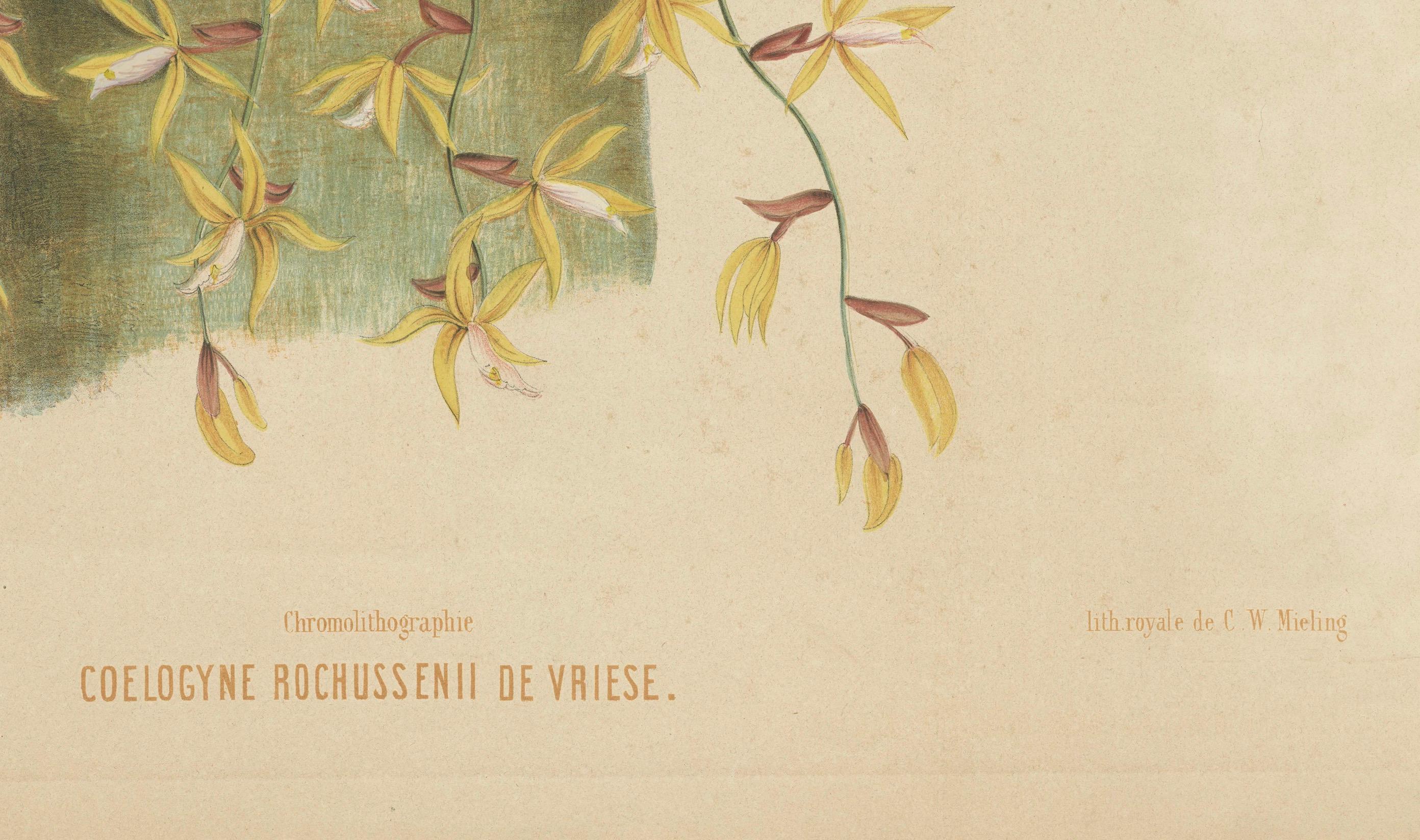 Große Orchideenillustrationen der niederländischen Ostindischen Inseln: Ein botanisches Erbe, 1854 im Zustand „Gut“ im Angebot in Langweer, NL