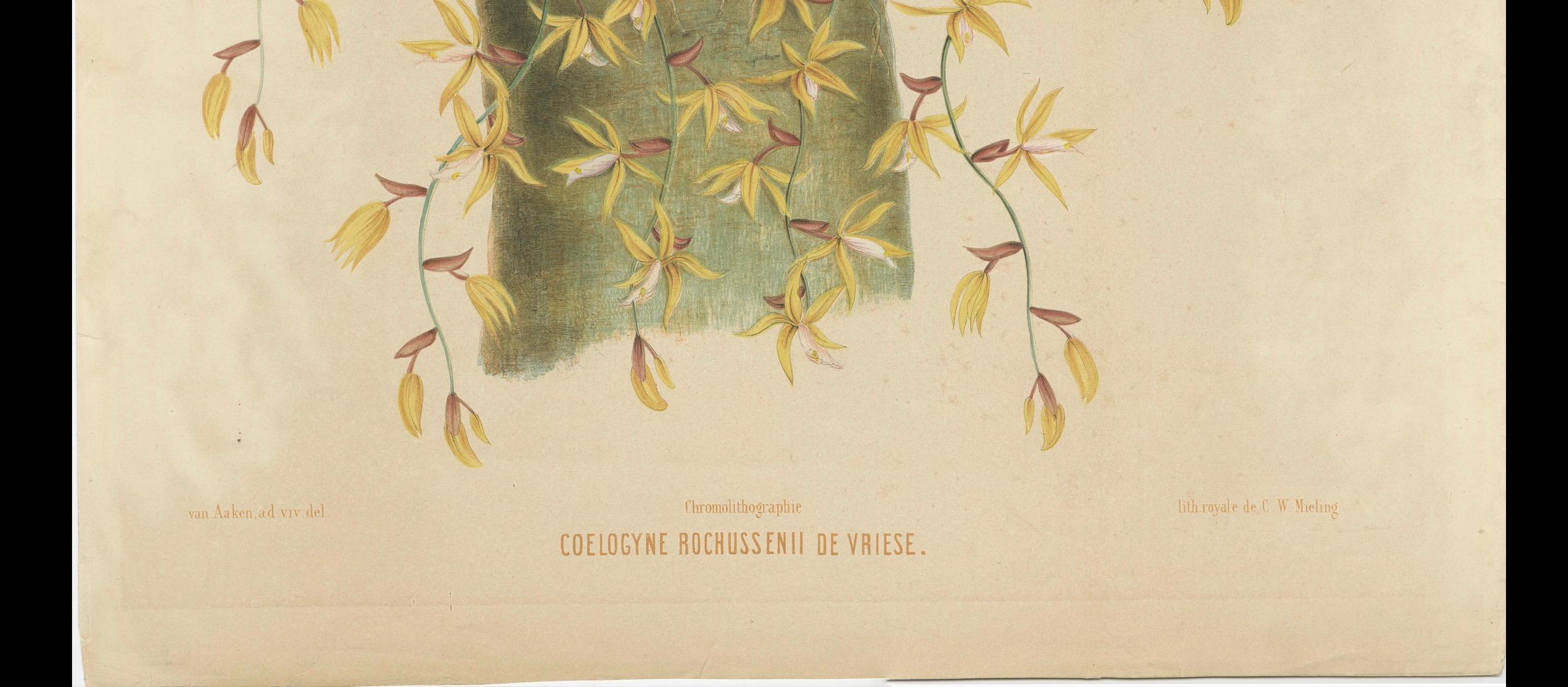 Große Orchideenillustrationen der niederländischen Ostindischen Inseln: Ein botanisches Erbe, 1854 (Mittleres 19. Jahrhundert) im Angebot