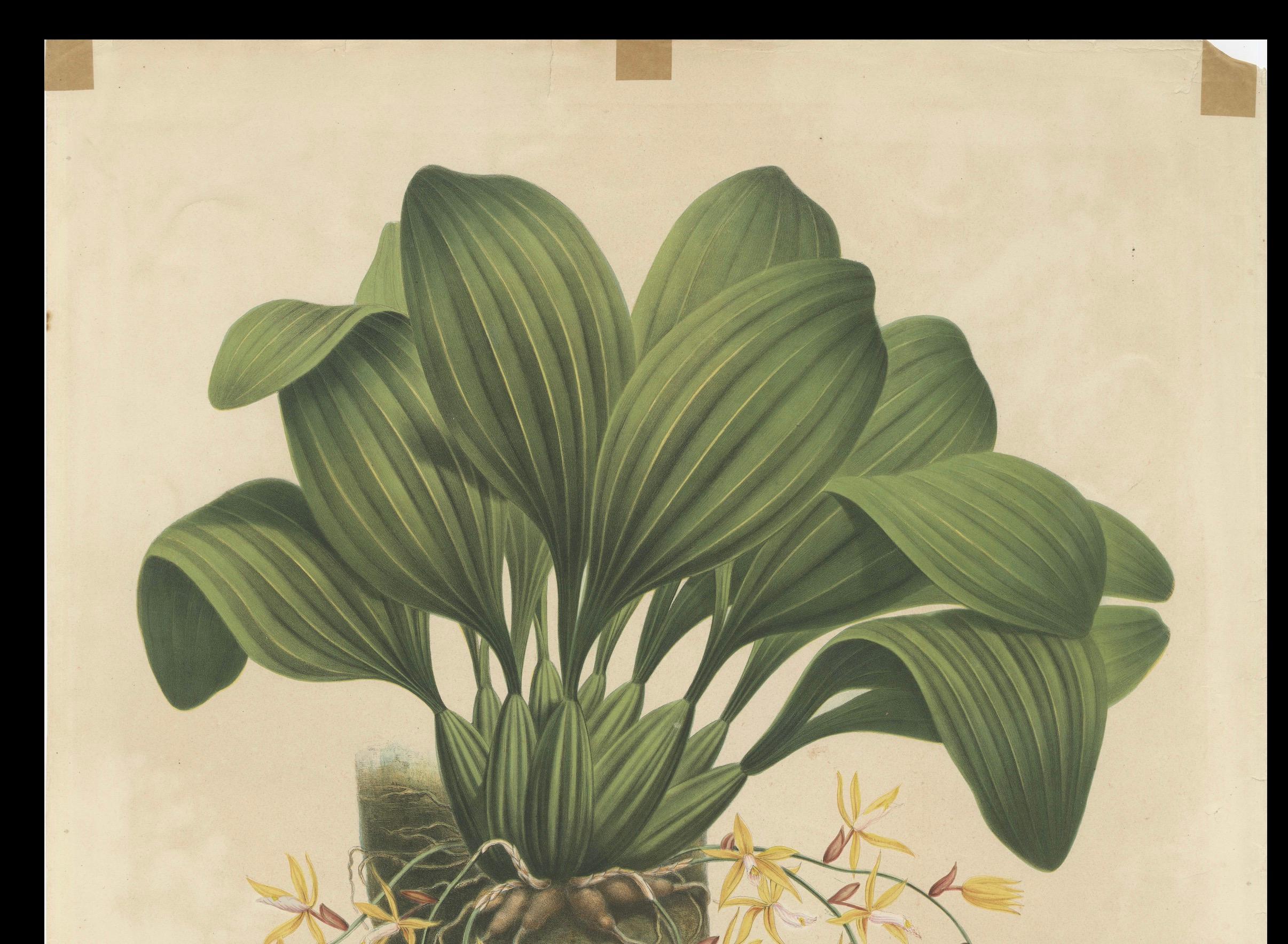 Paper Large Orchid Illustrations of the Dutch East Indies: A Botanical Heritage, 1854 For Sale