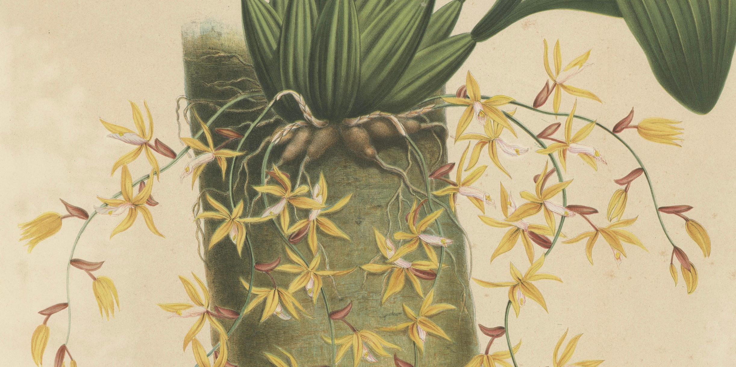 Große Orchideenillustrationen der niederländischen Ostindischen Inseln: Ein botanisches Erbe, 1854 im Angebot 1