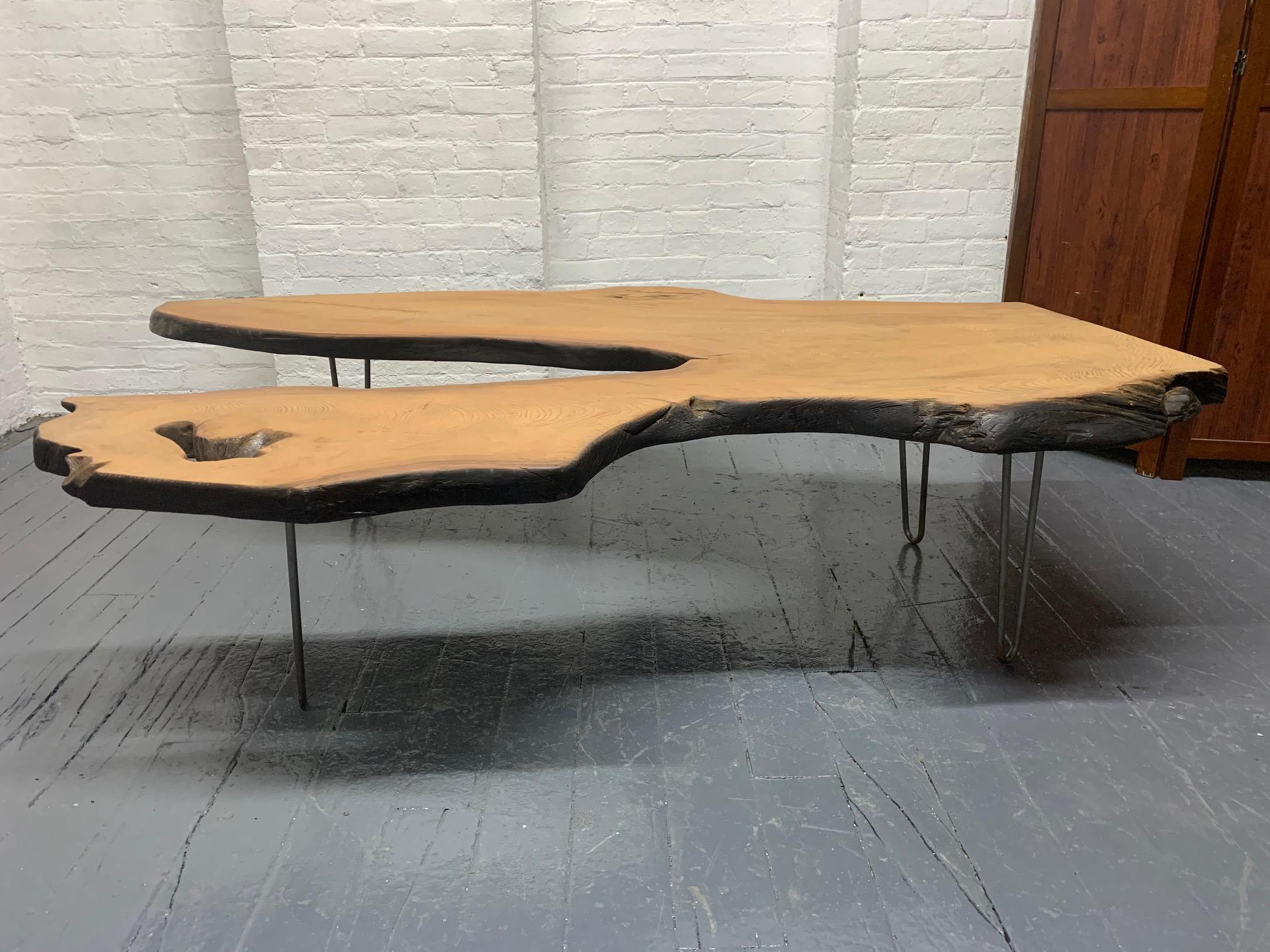 Large, organic, cherrywood live edge coffee table. Solid top with metal hairpin legs. Nakashima style.