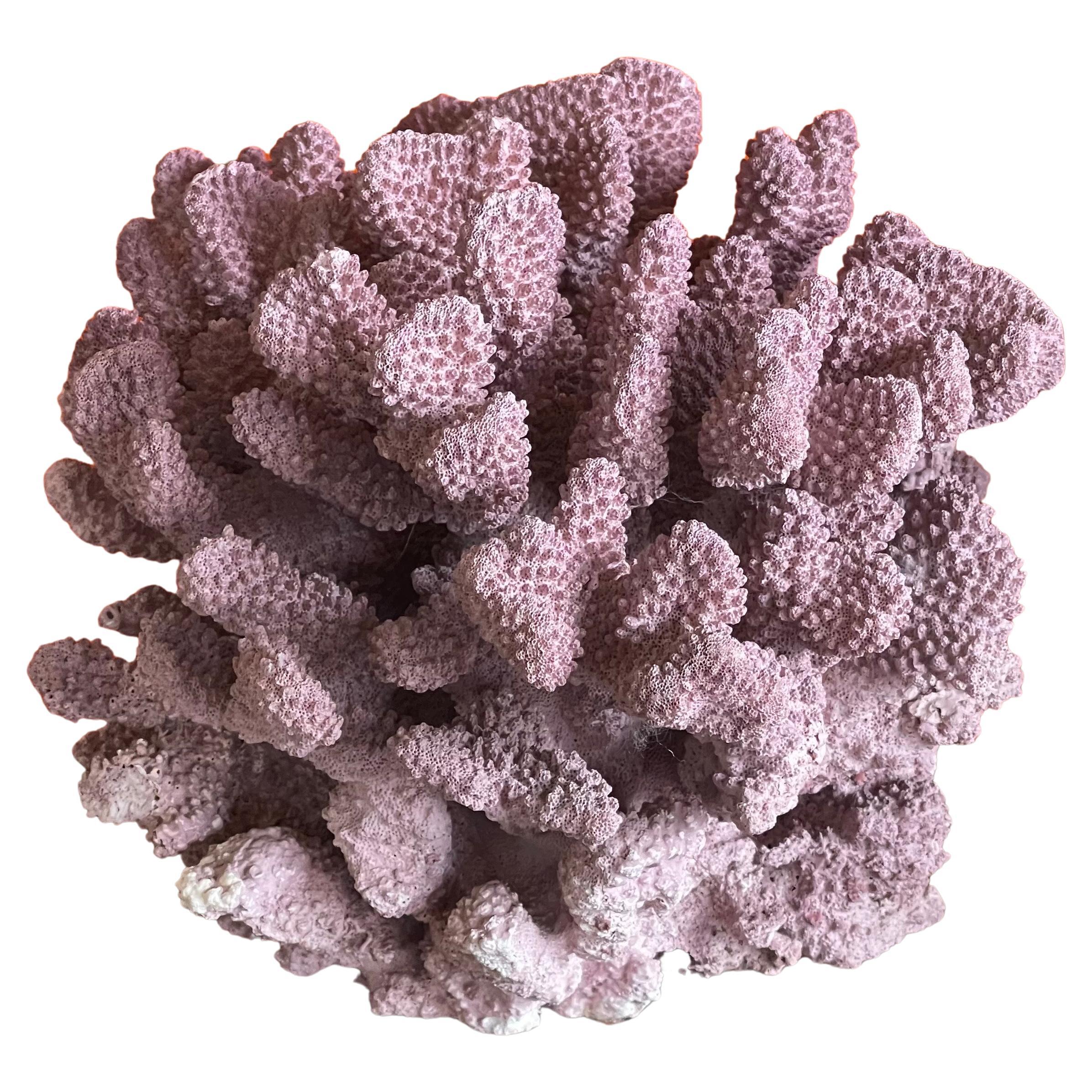 A beautiful and rare large  large pink coral organic specimen (Stylophora Pistillatta) mounted on a solid 1