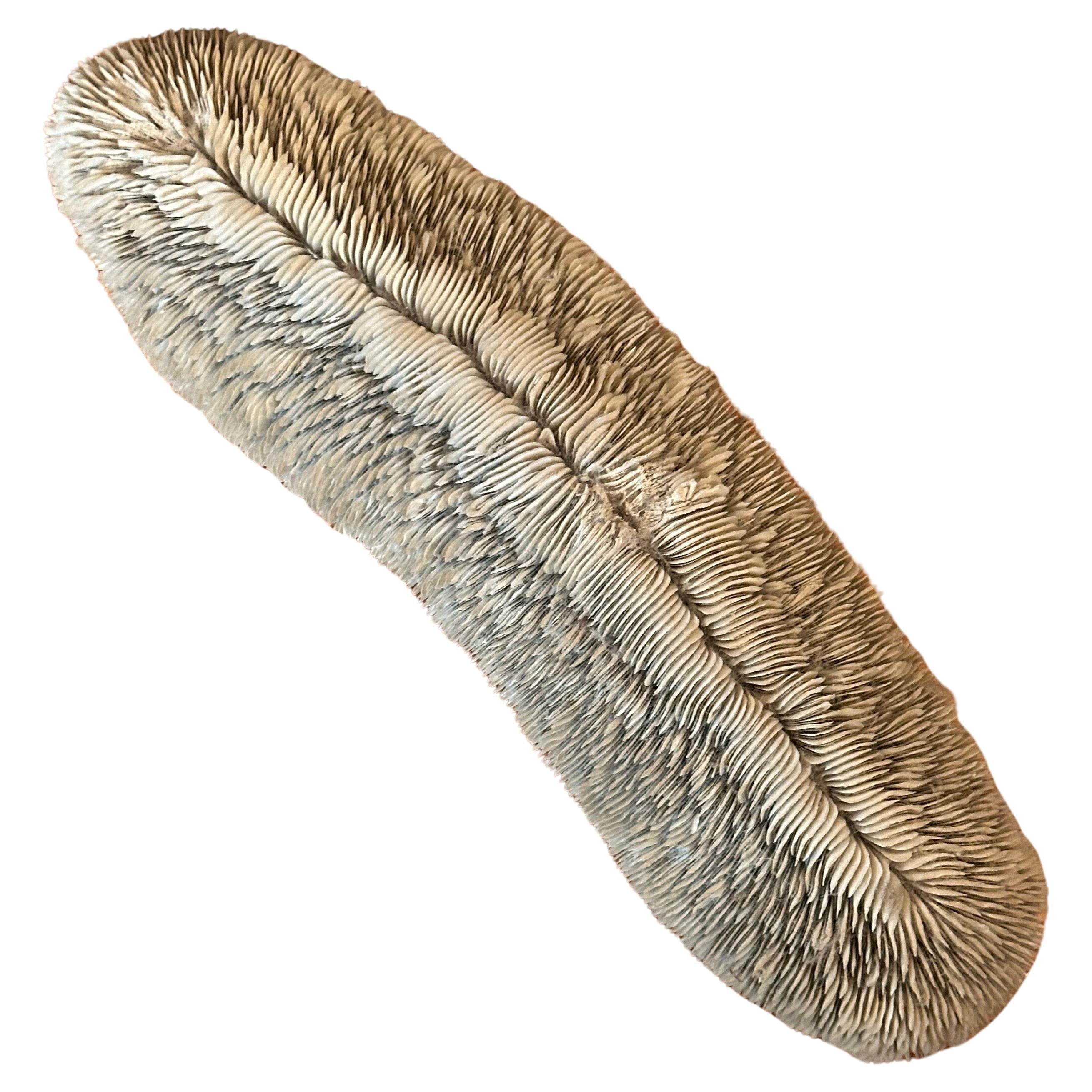 Grand spécimen de corail langue organique sculptural (Herpolitha Limax)