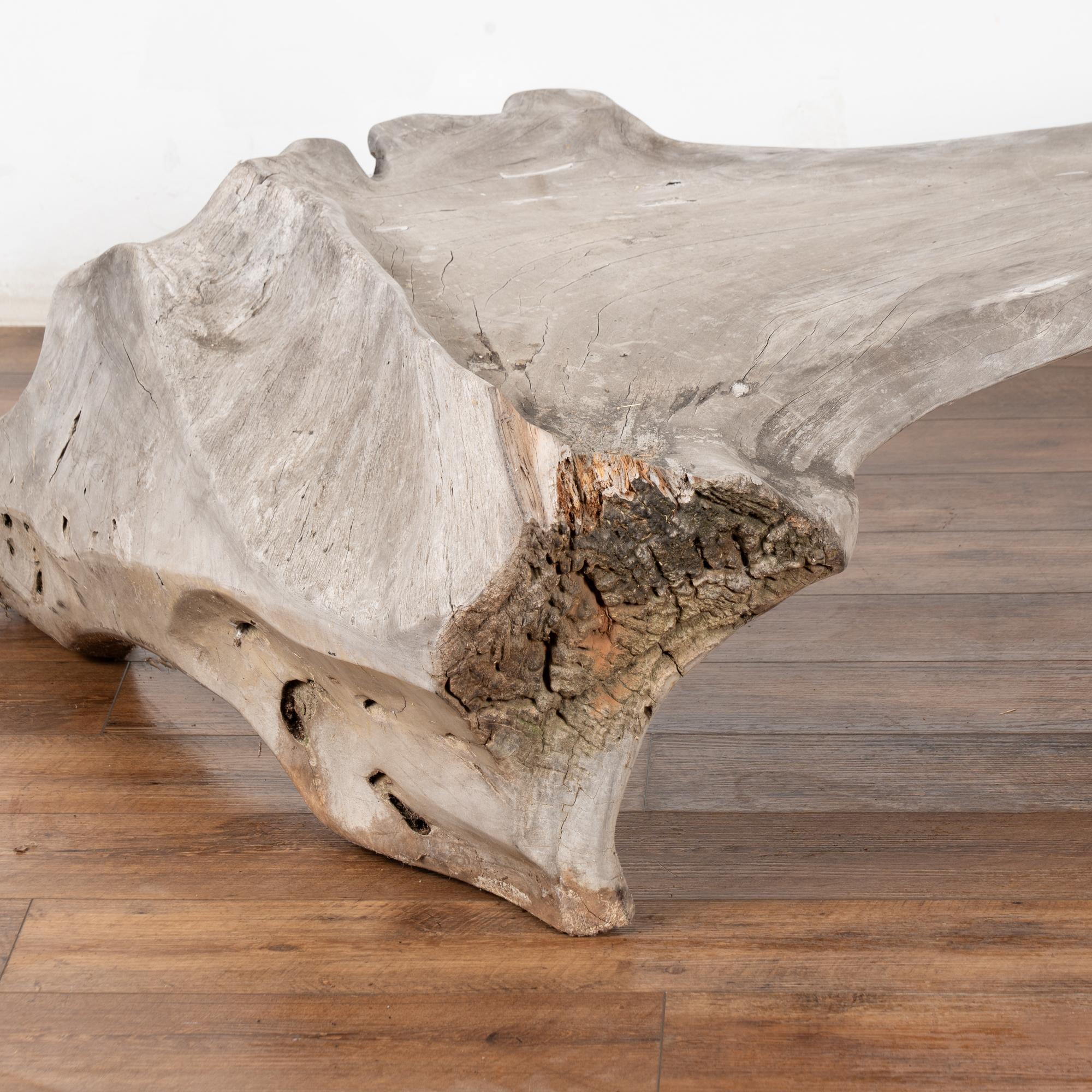 Philippine Large Organic Teak Root Bench, circa 1940-60 For Sale
