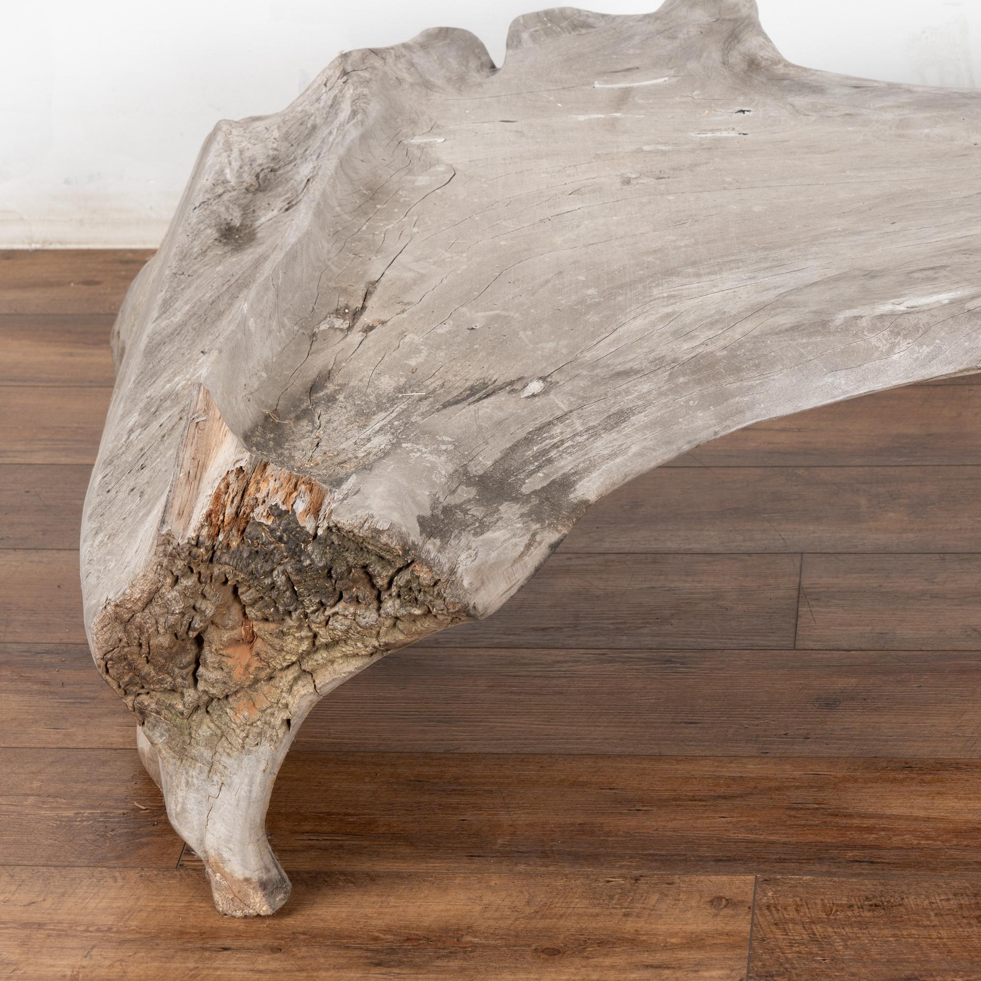 Large Organic Teak Root Bench, circa 1940-60 In Good Condition For Sale In Round Top, TX