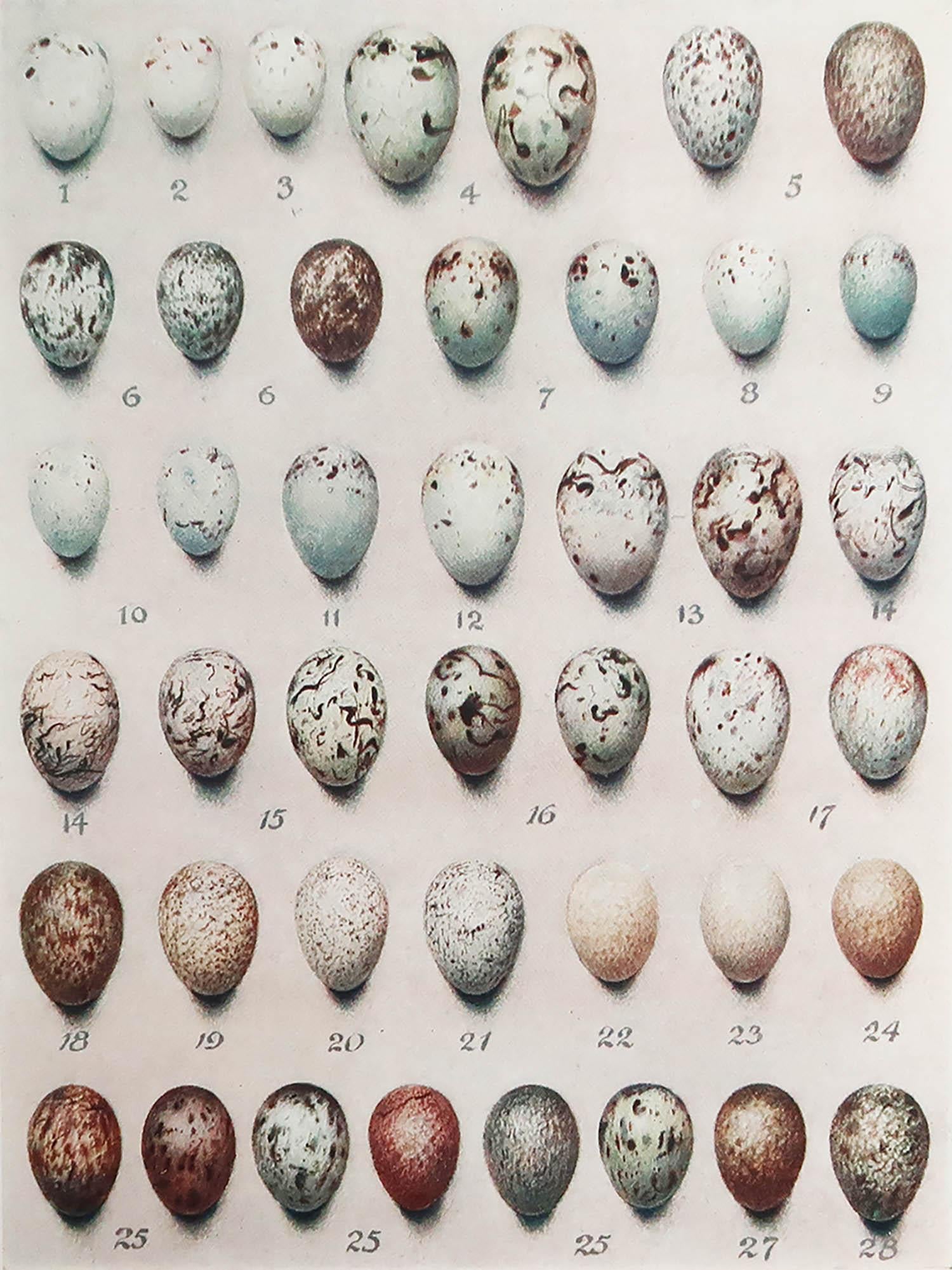 Wonderful birds egg print

Chromo-lithograph

Published by T.C & E.C Jack. London 1913

Unframed.



