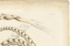 Large Original Antique Botanical Illustration of the Plectocomia Elongata, c1860